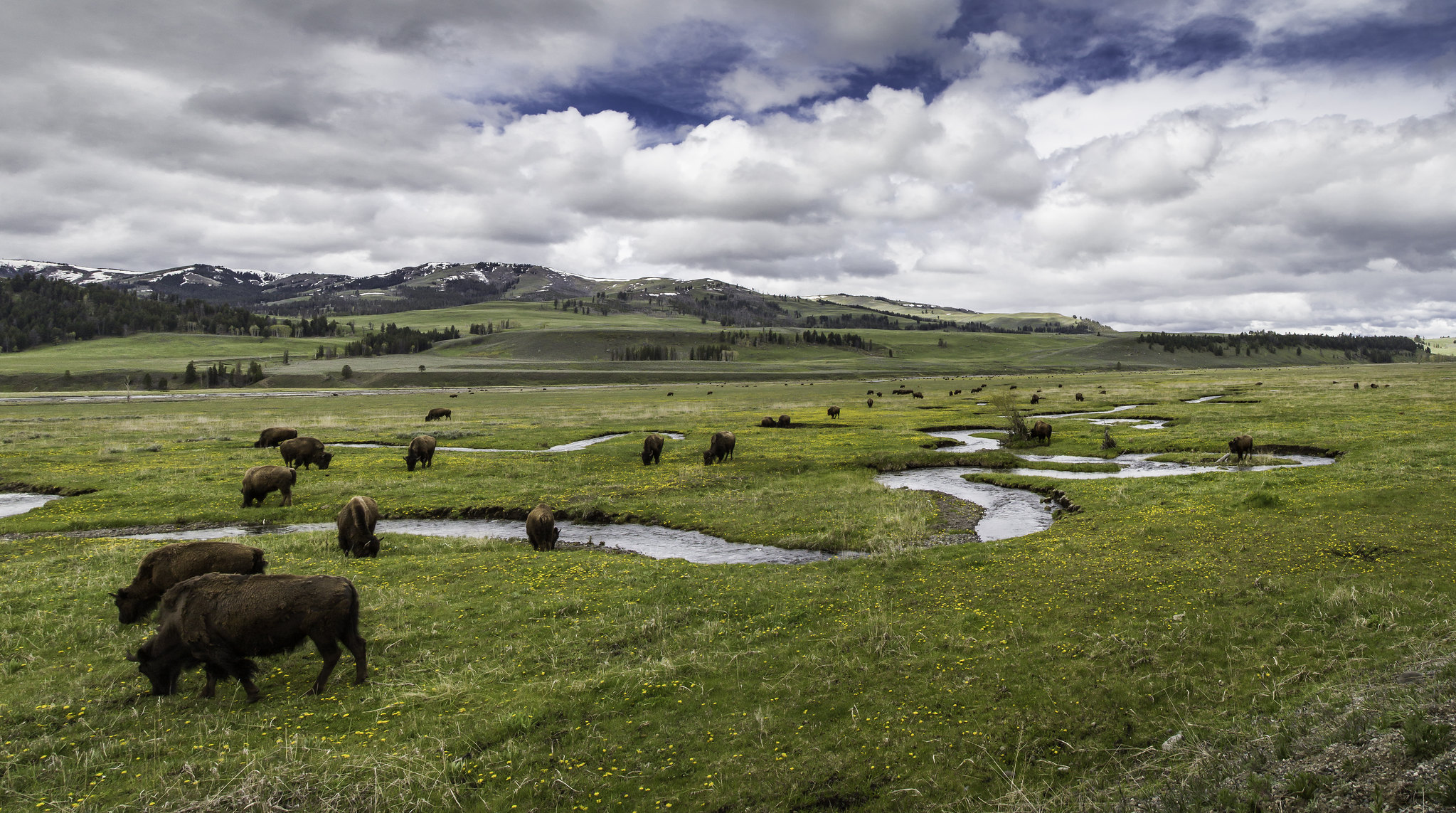 Bison grazing on Rose Creek in the Lamar Valley dozens of bison grazing near a creek flowing through a wide alpine valley.