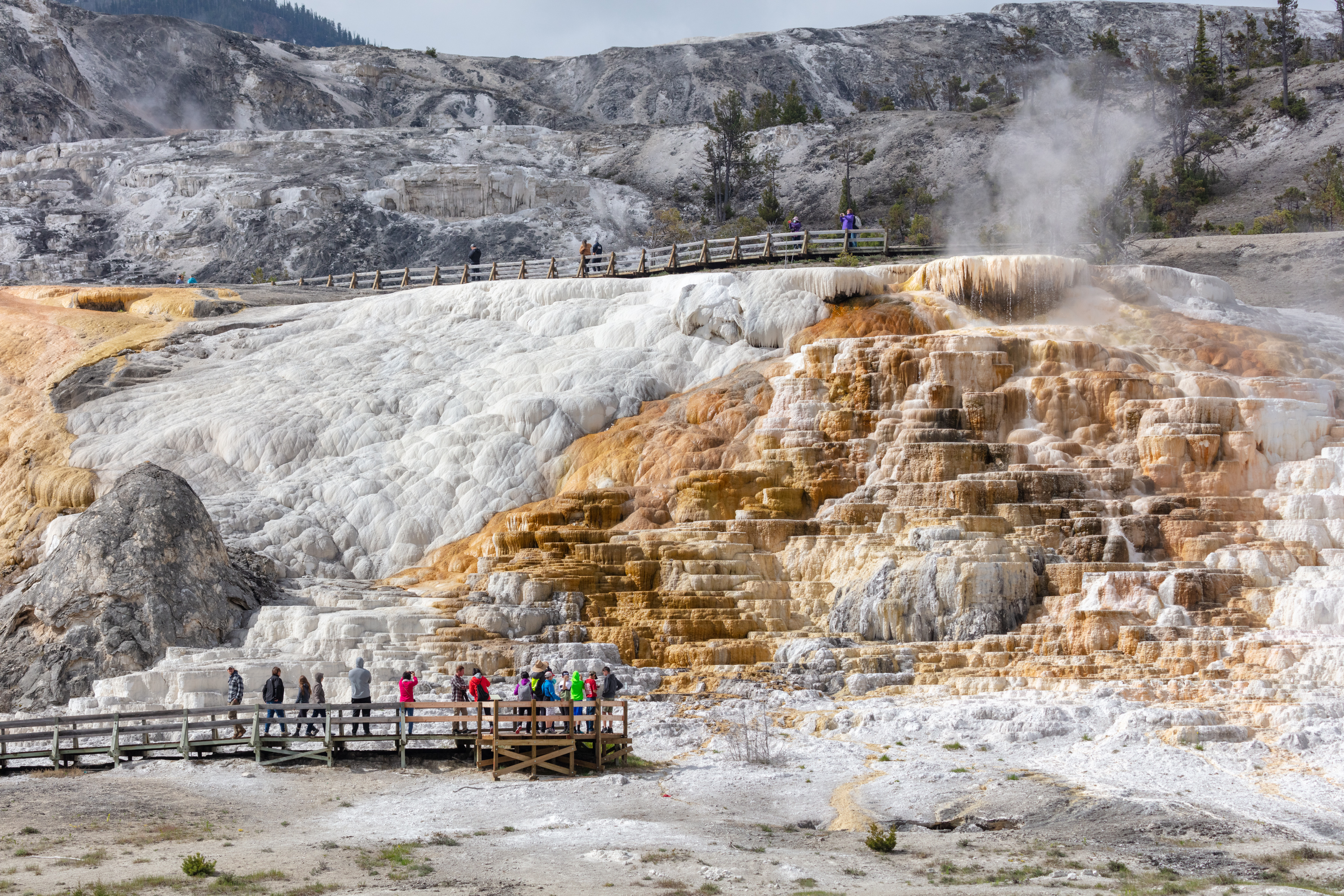 People exploring the Mammoth Hot Spring Boardwalks