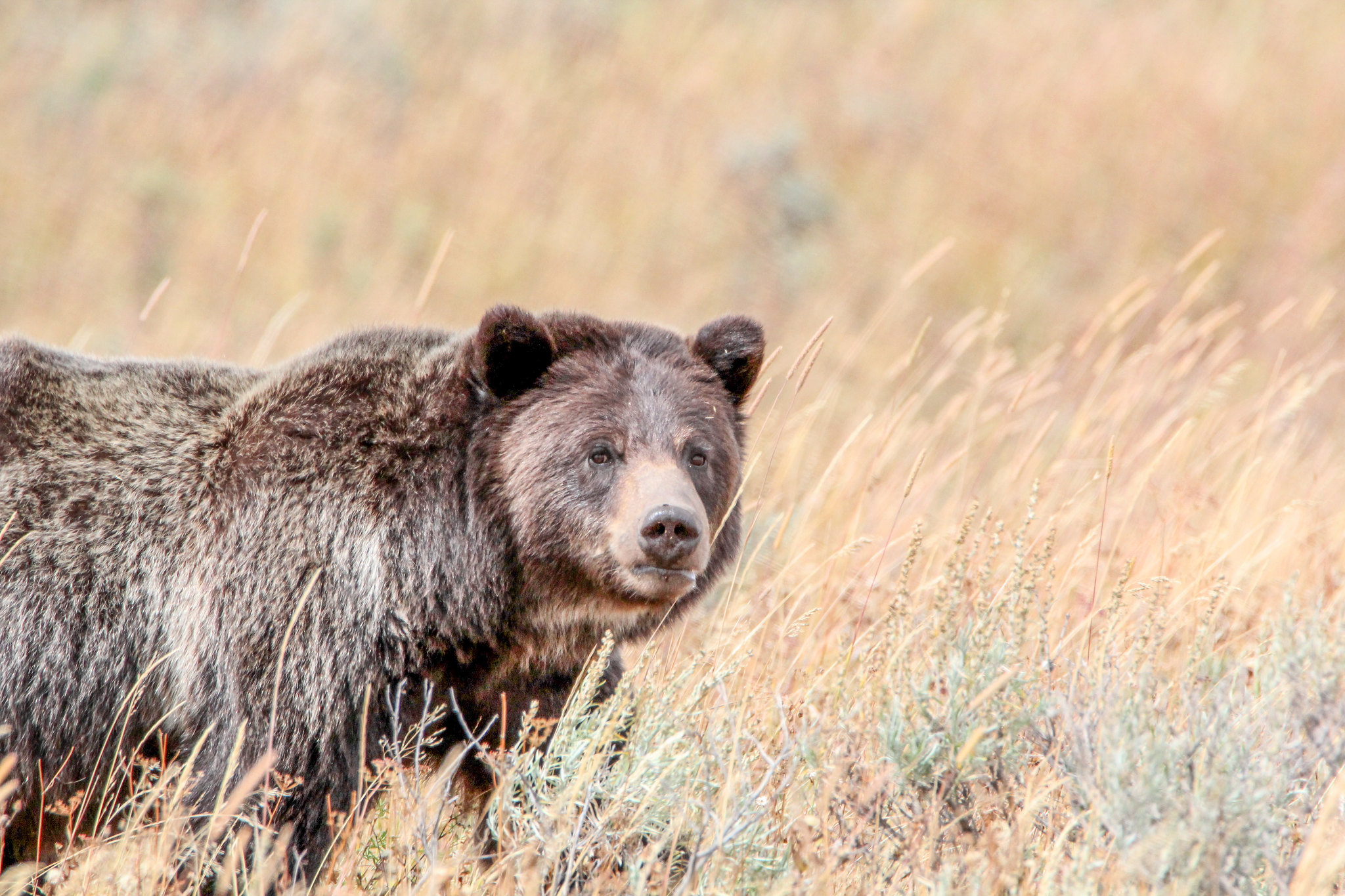 32061648164_9149238ebf_k Grizzly near Wapiti Lake Trail