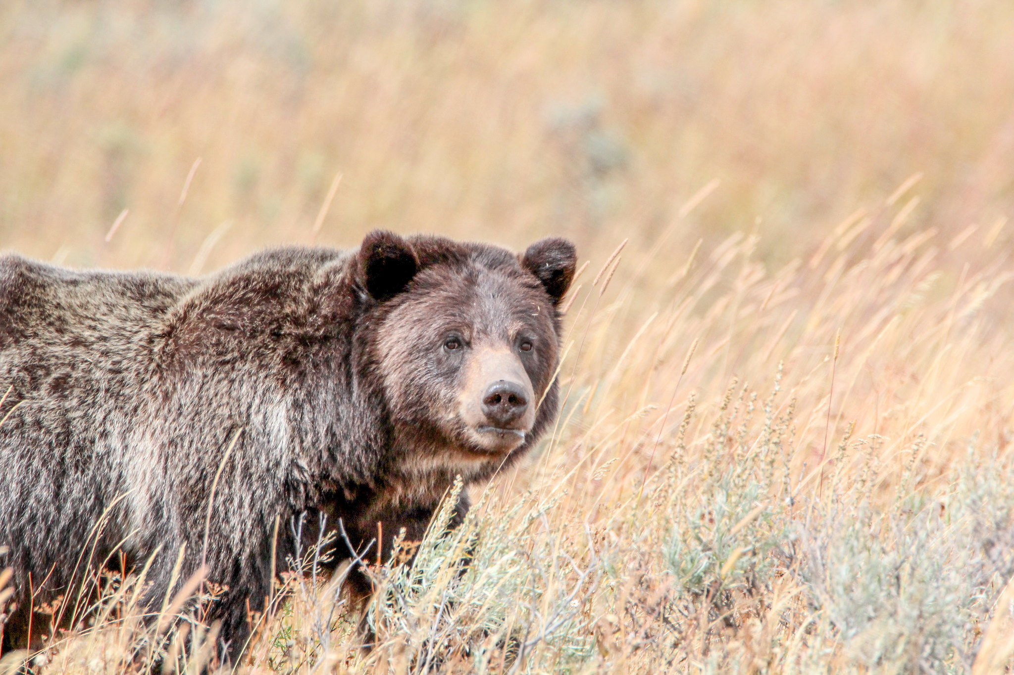 Grizzly near Wapiti Lake Trail