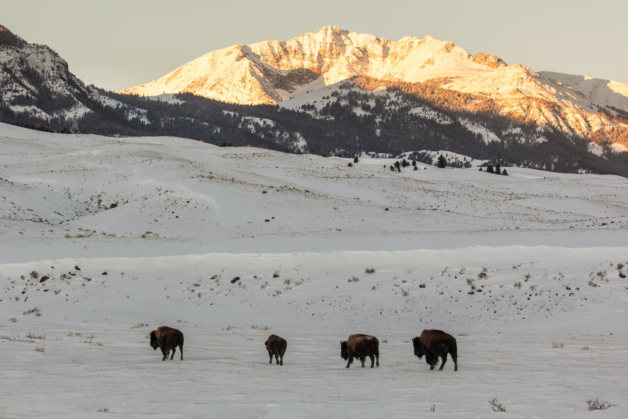 Bison and Electric Peak Sunrise