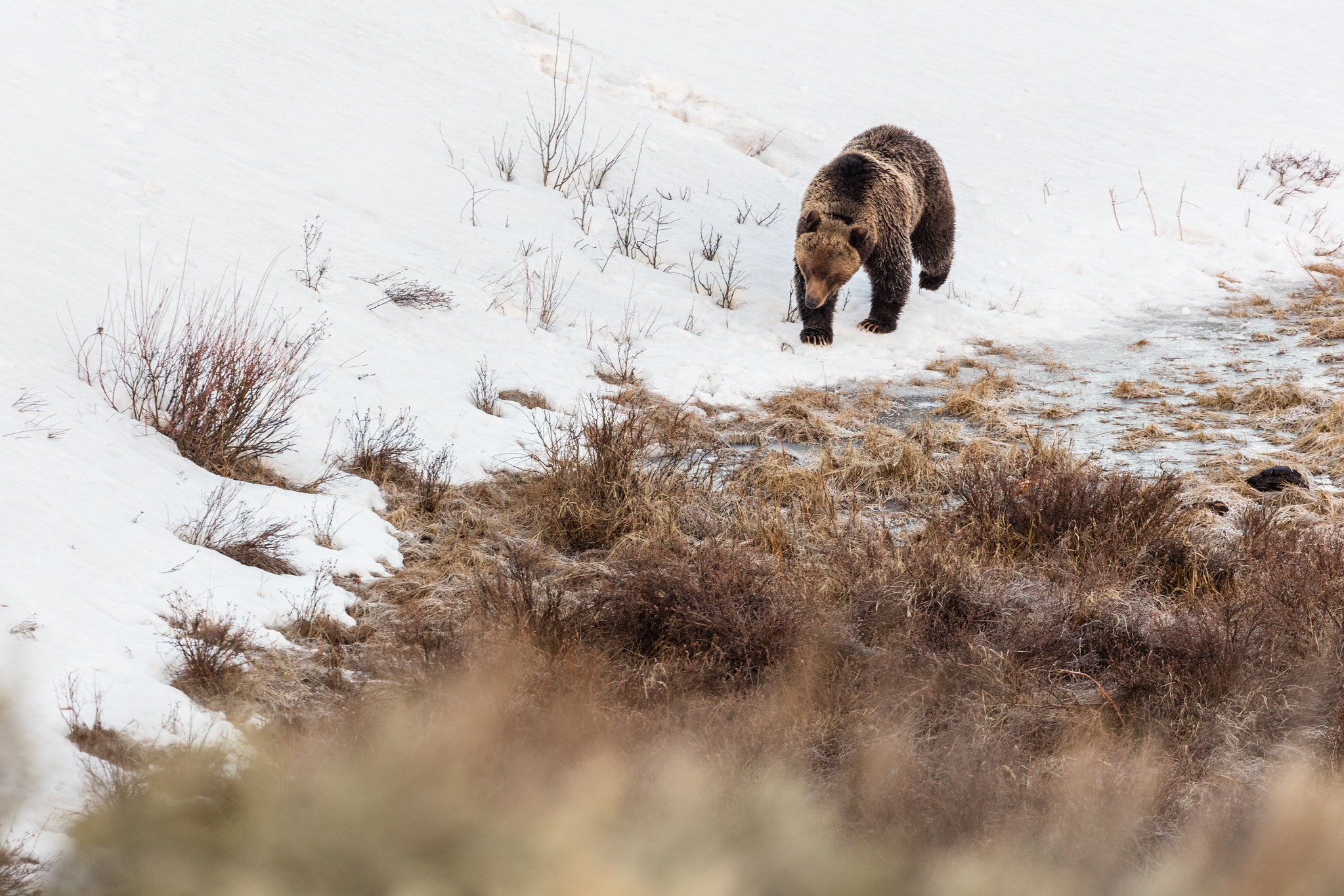 bear walking on the edge of a snow bank