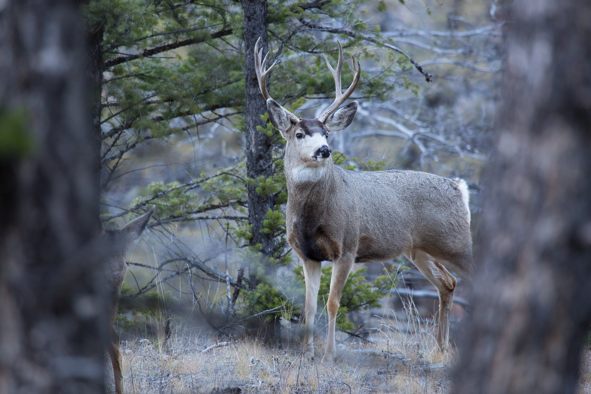 A mule deer buck with antlers stands between trees