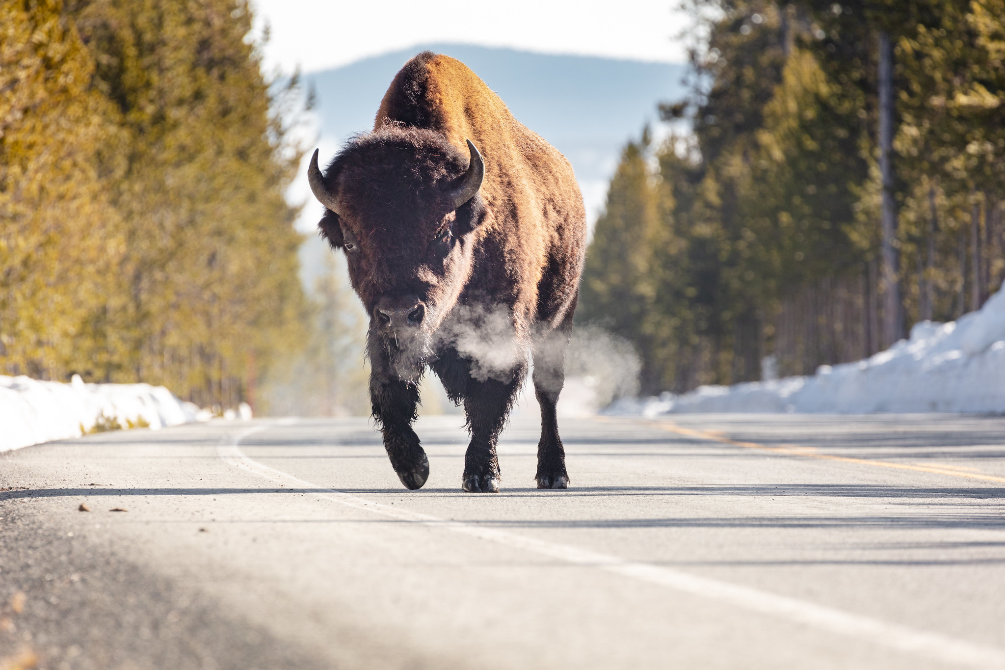 Bison breath on a cool morning