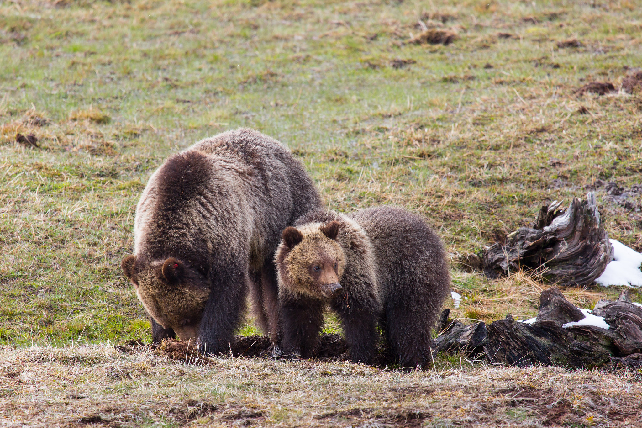 Grizzly sow & yearling cub, Roaring Mountain