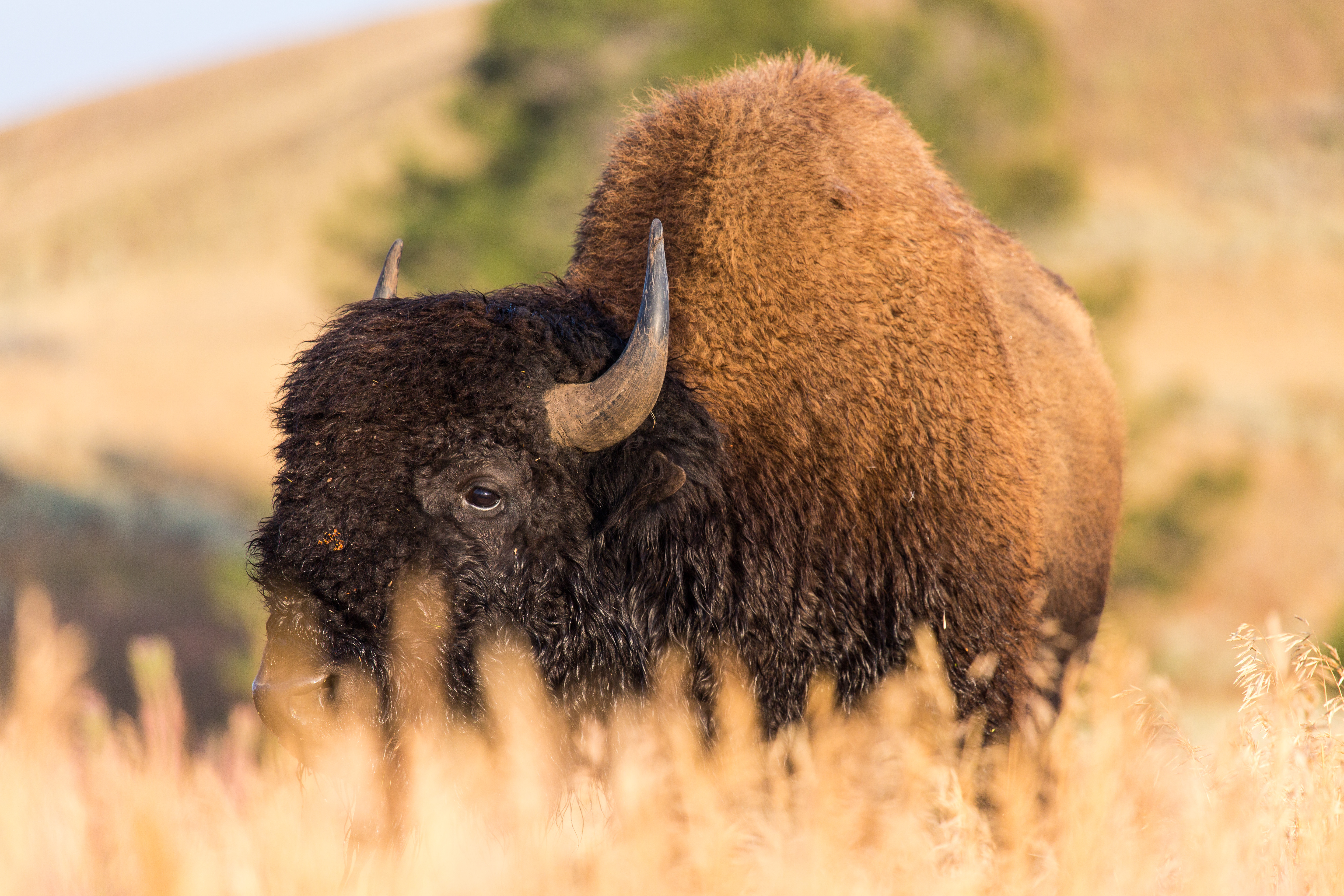 Bison in field