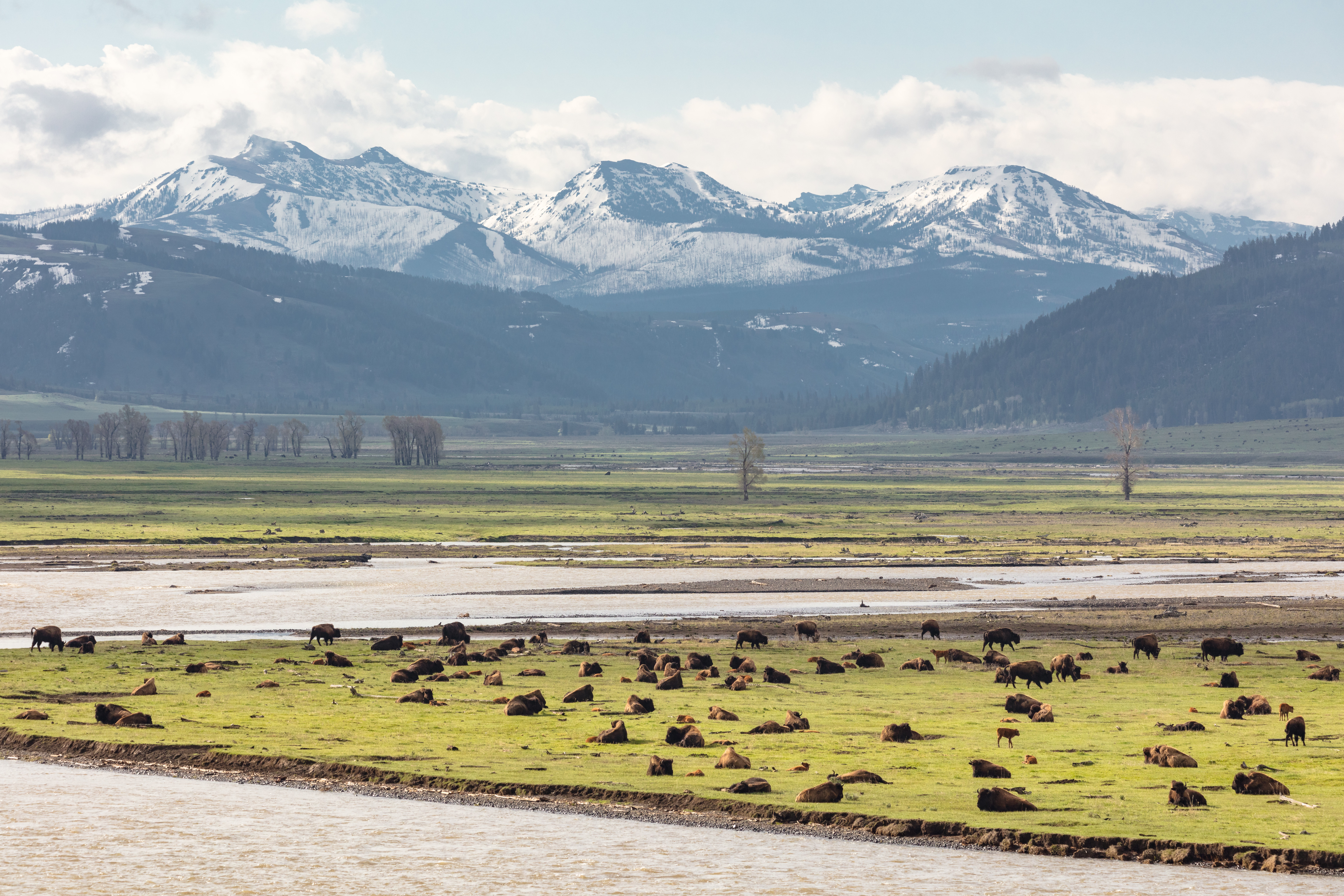 bison in a green, lush valley