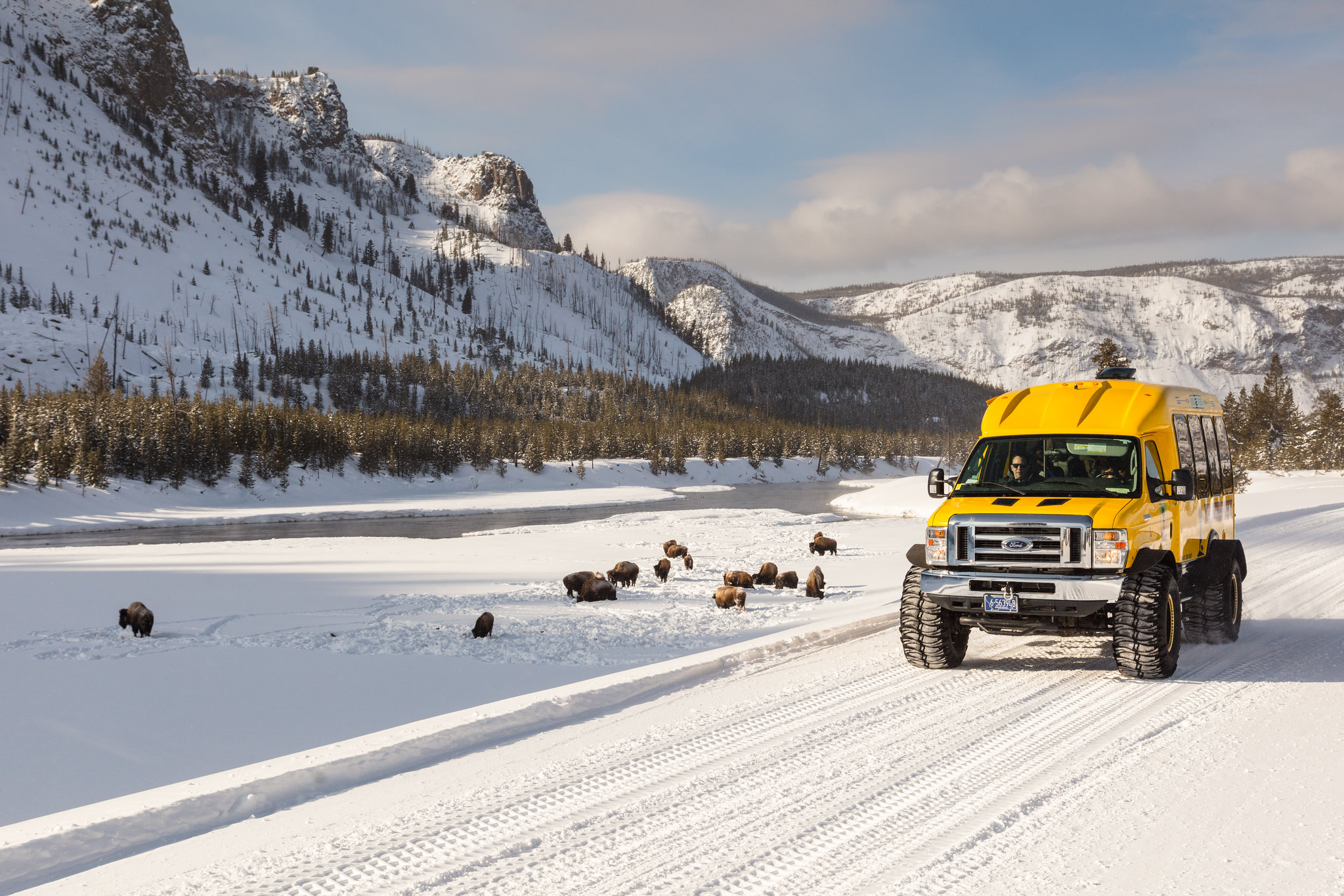 Snowcoach along the Madison River with bison