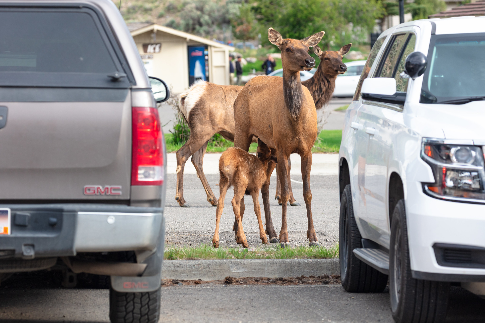 An elk calf nurses between cars in the Mammoth administration parking lot