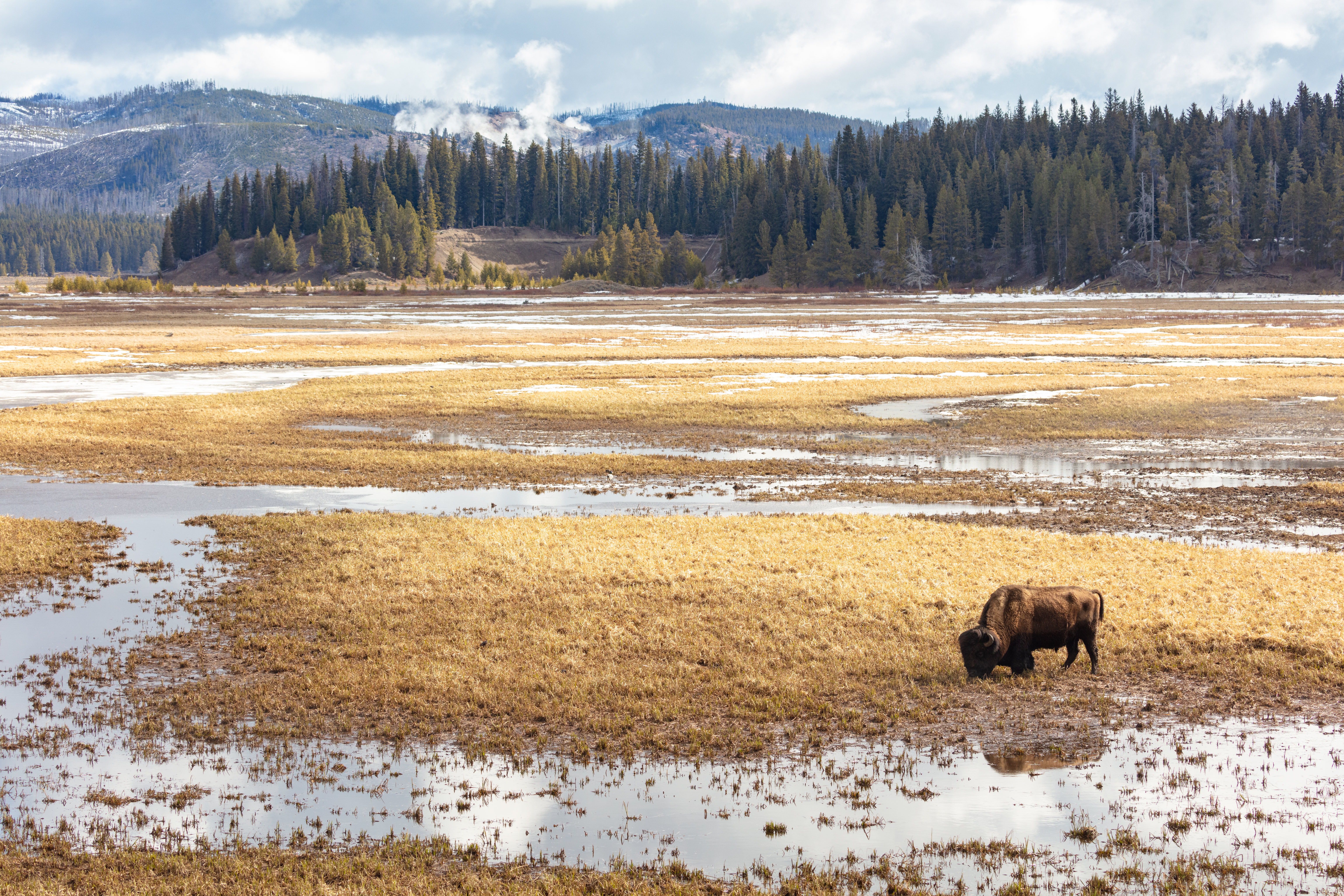 a bison grazing in a marshy area