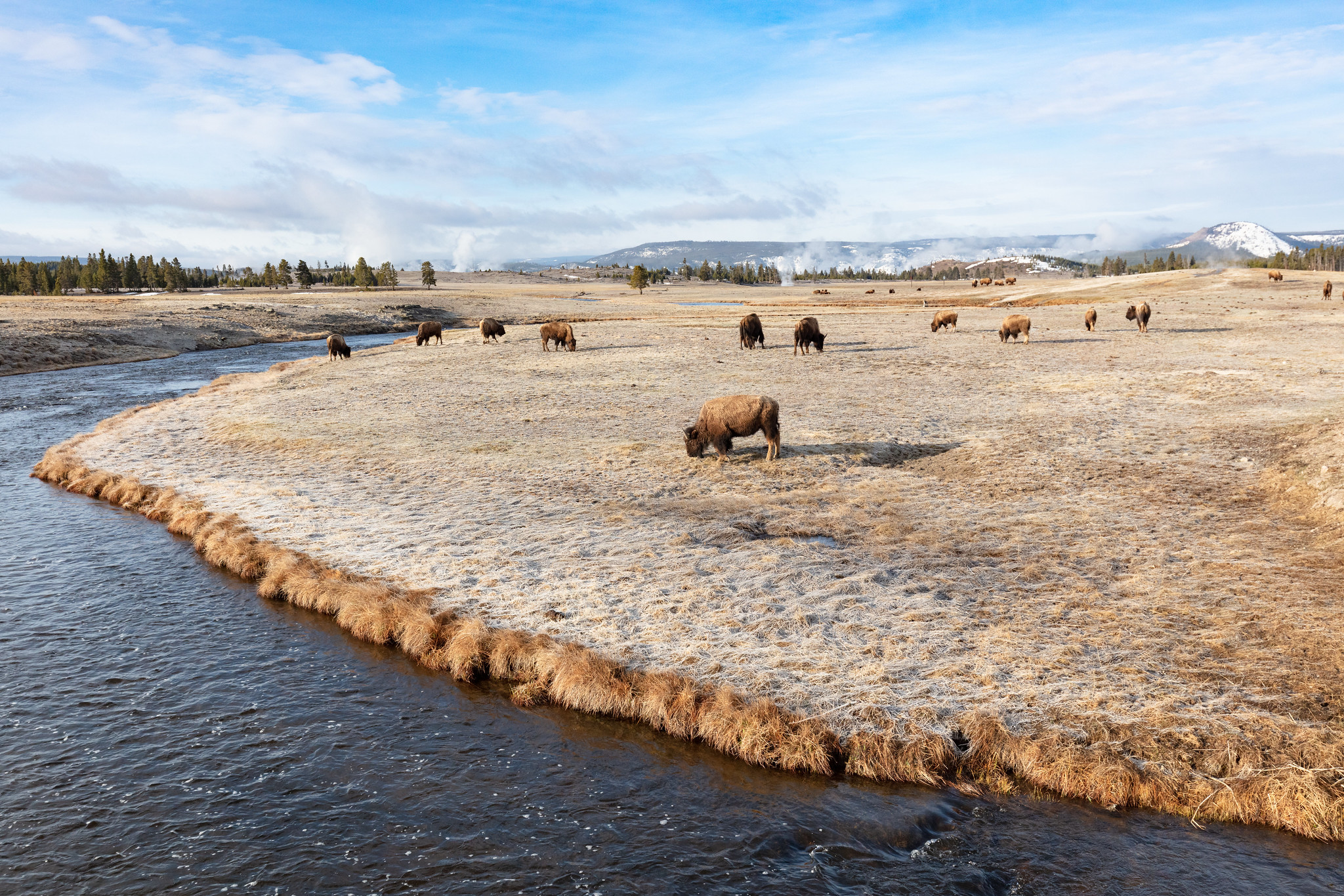 bison grazing in thermal area
