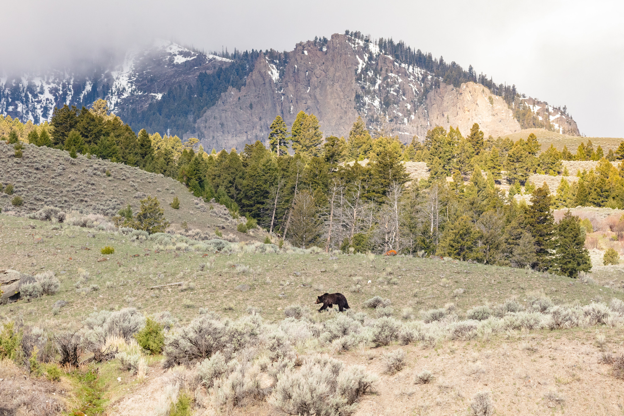 bear walks on hillside with mountains in background