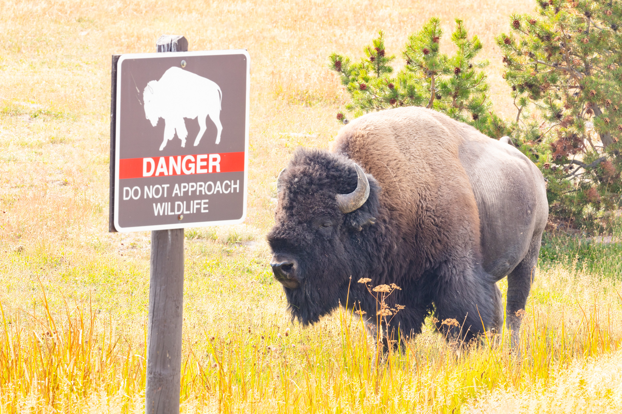 Bison and danger sign