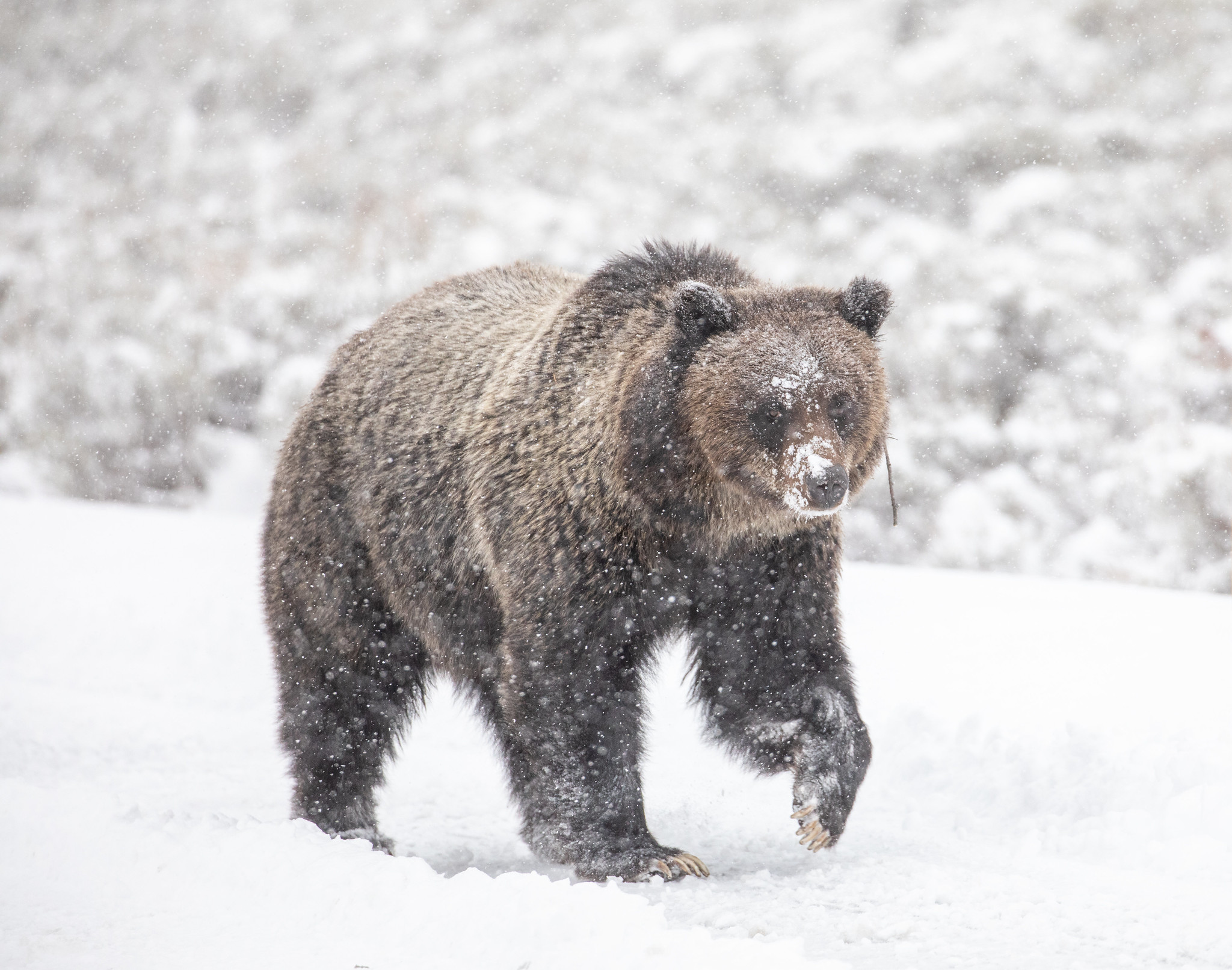 Grizzly bear walking in the snow