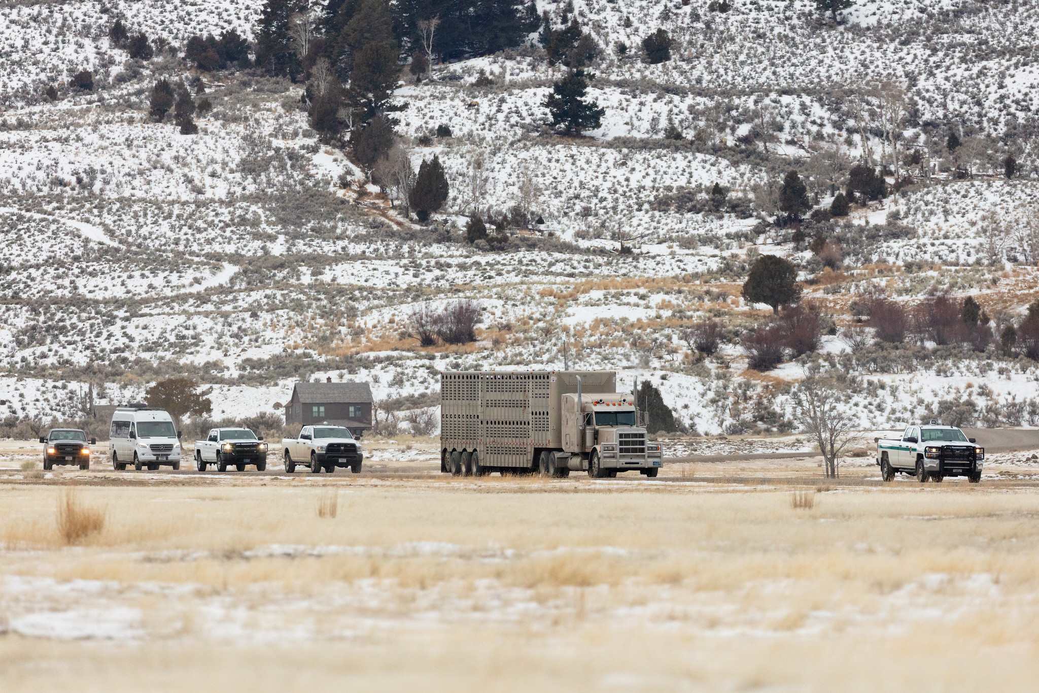 Bison leaving Stephens Creek, headed to Fort Peck as part of the Bison Conservation Transfer Program