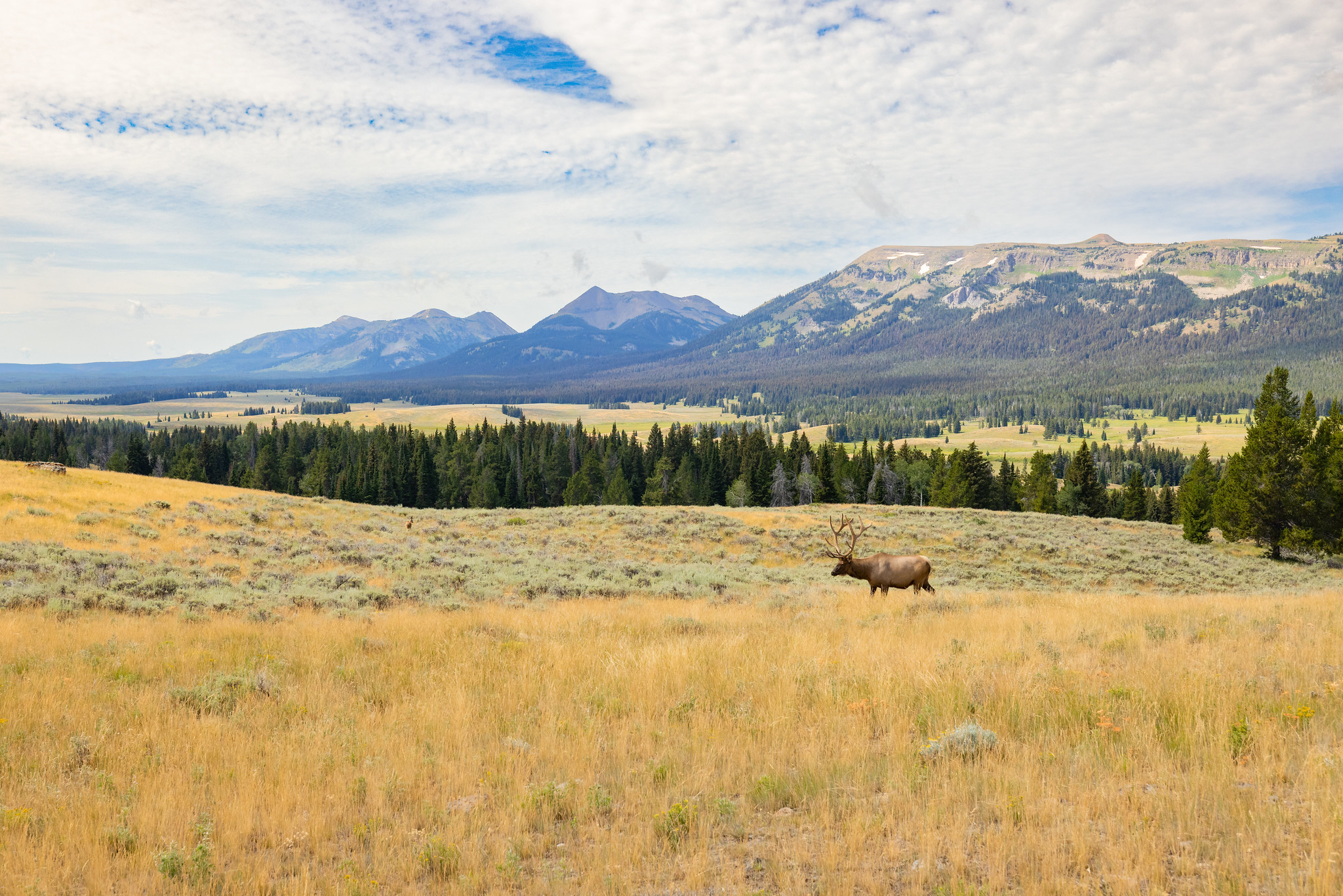 Bull elk on the Fawn Pass Trail