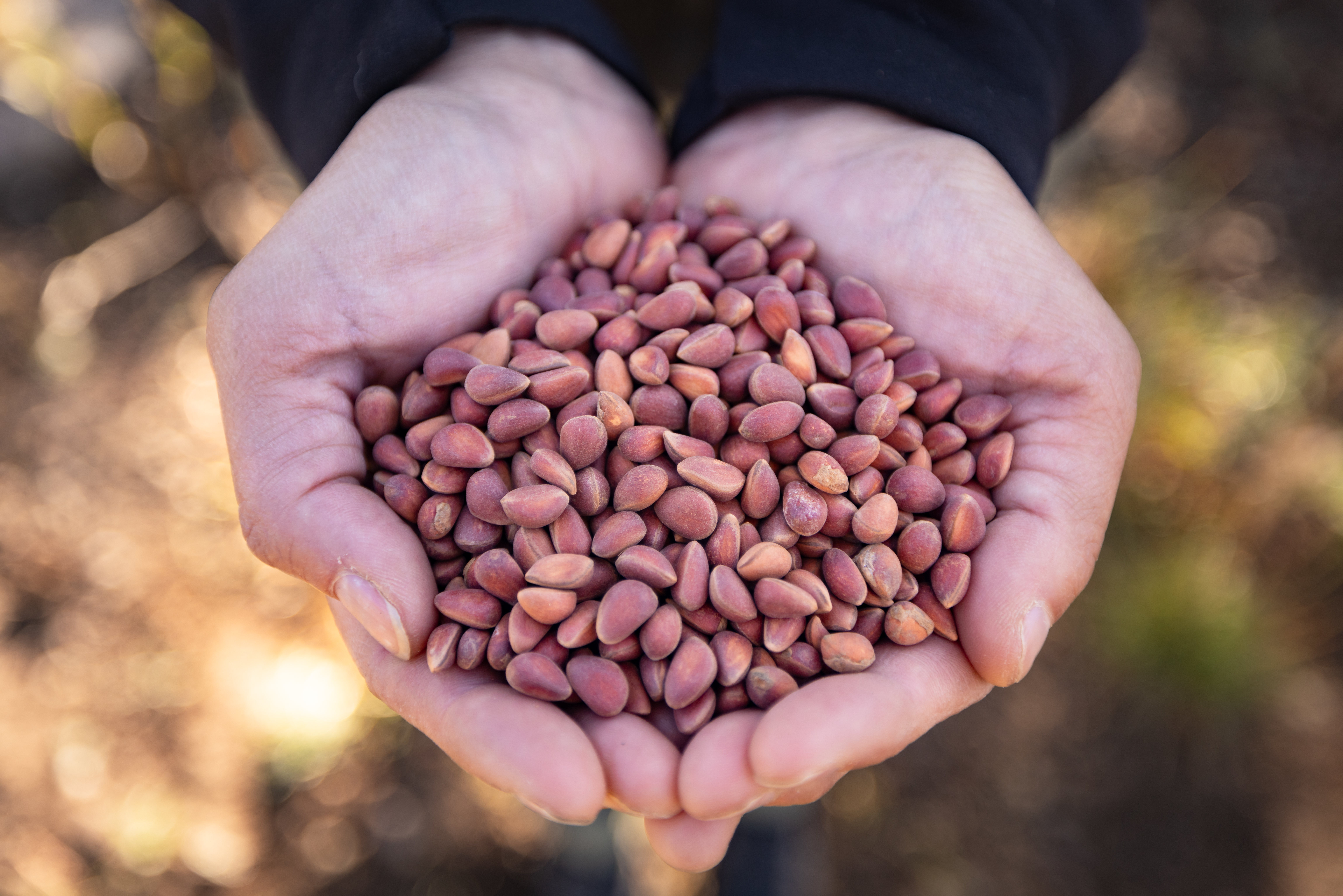 Hands holding whitebark pine seeds