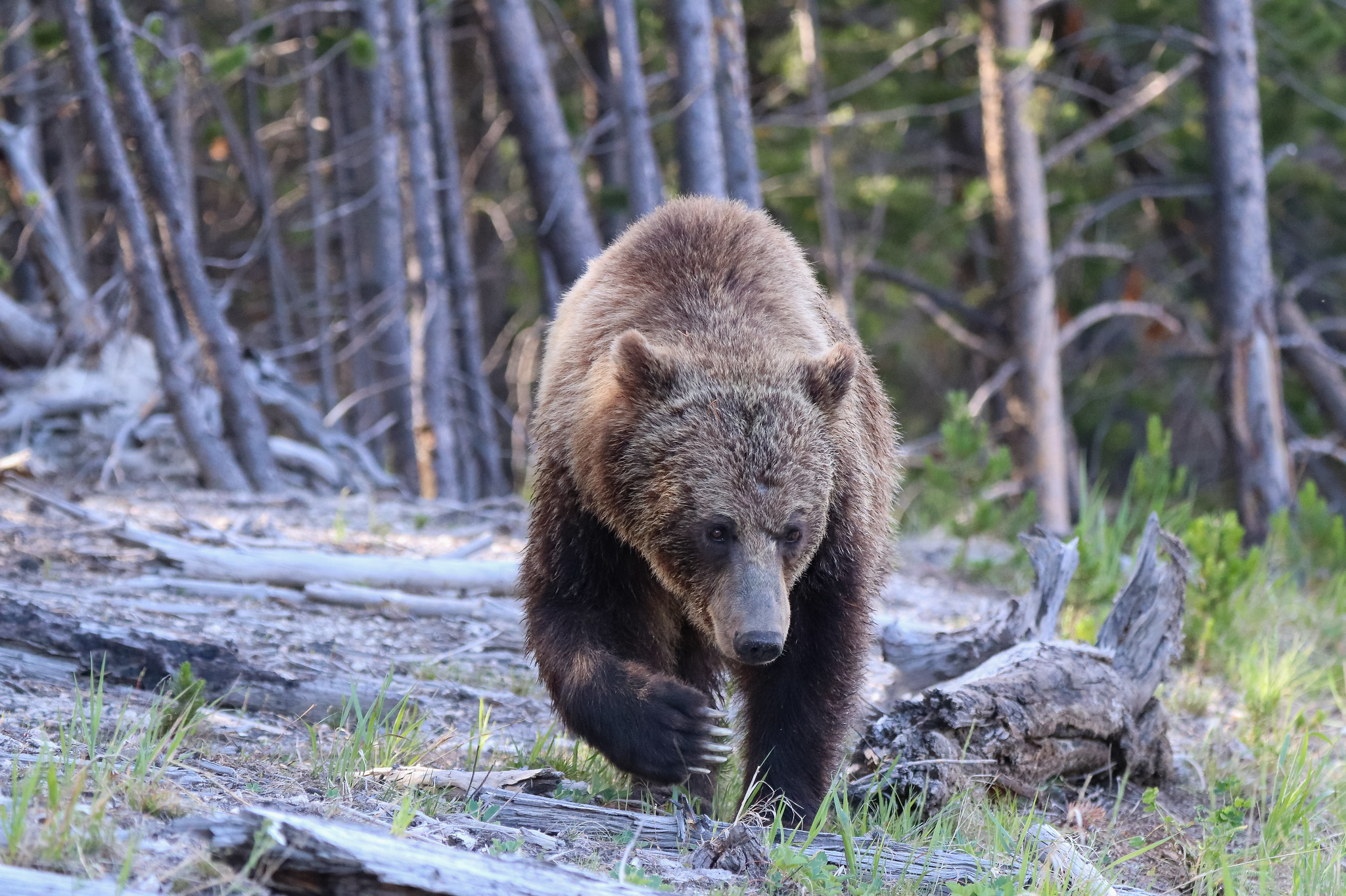 Grizzly bear near Roaring Mountain