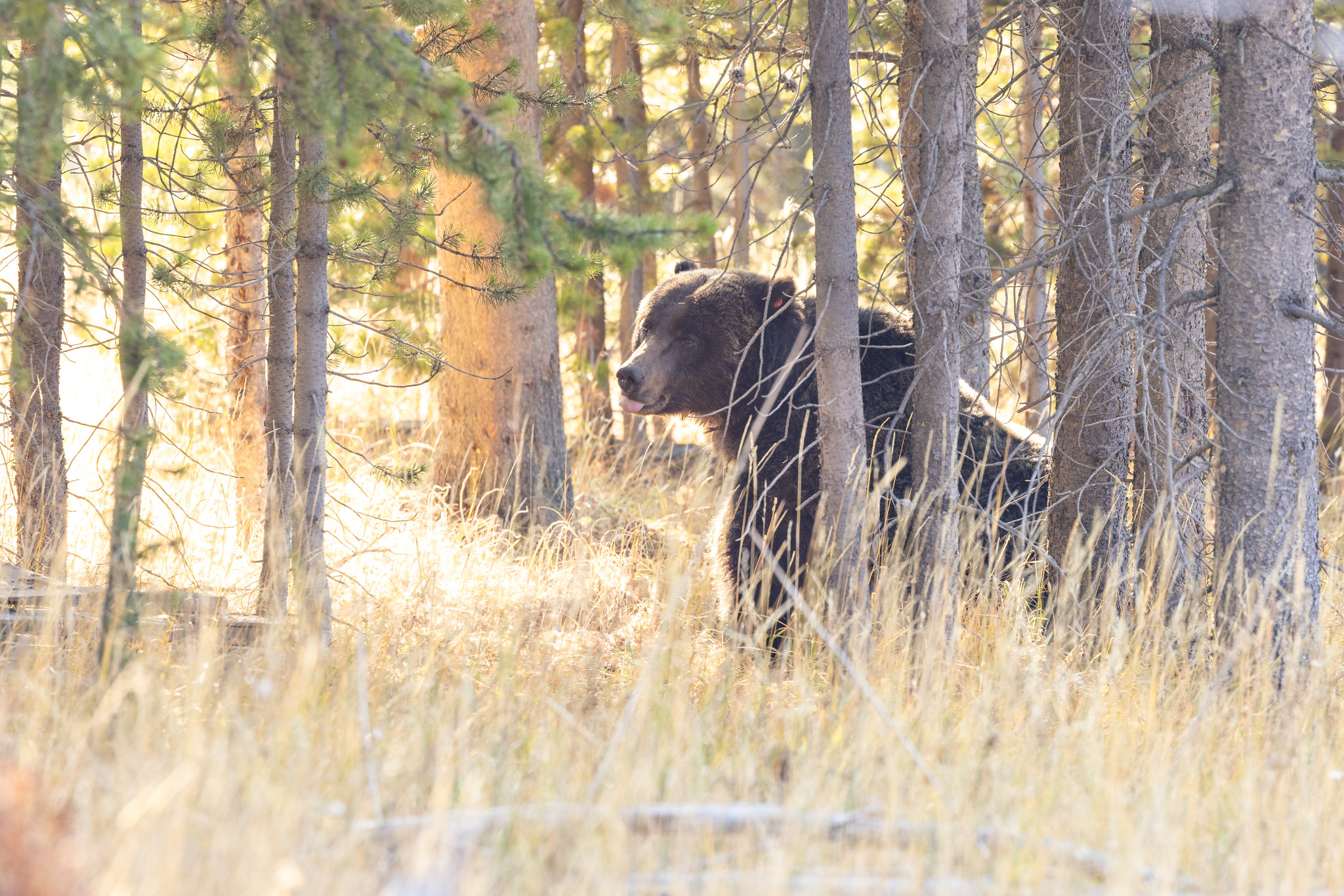54611238069_5edbc54356_k Interagency Grizzly Bear Study Team bear capture: awake after sedation