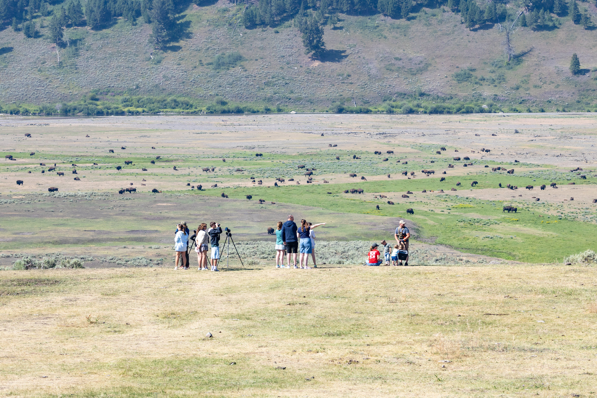 Several people watching bison from a safe distance through binoculars and spotting scopes.