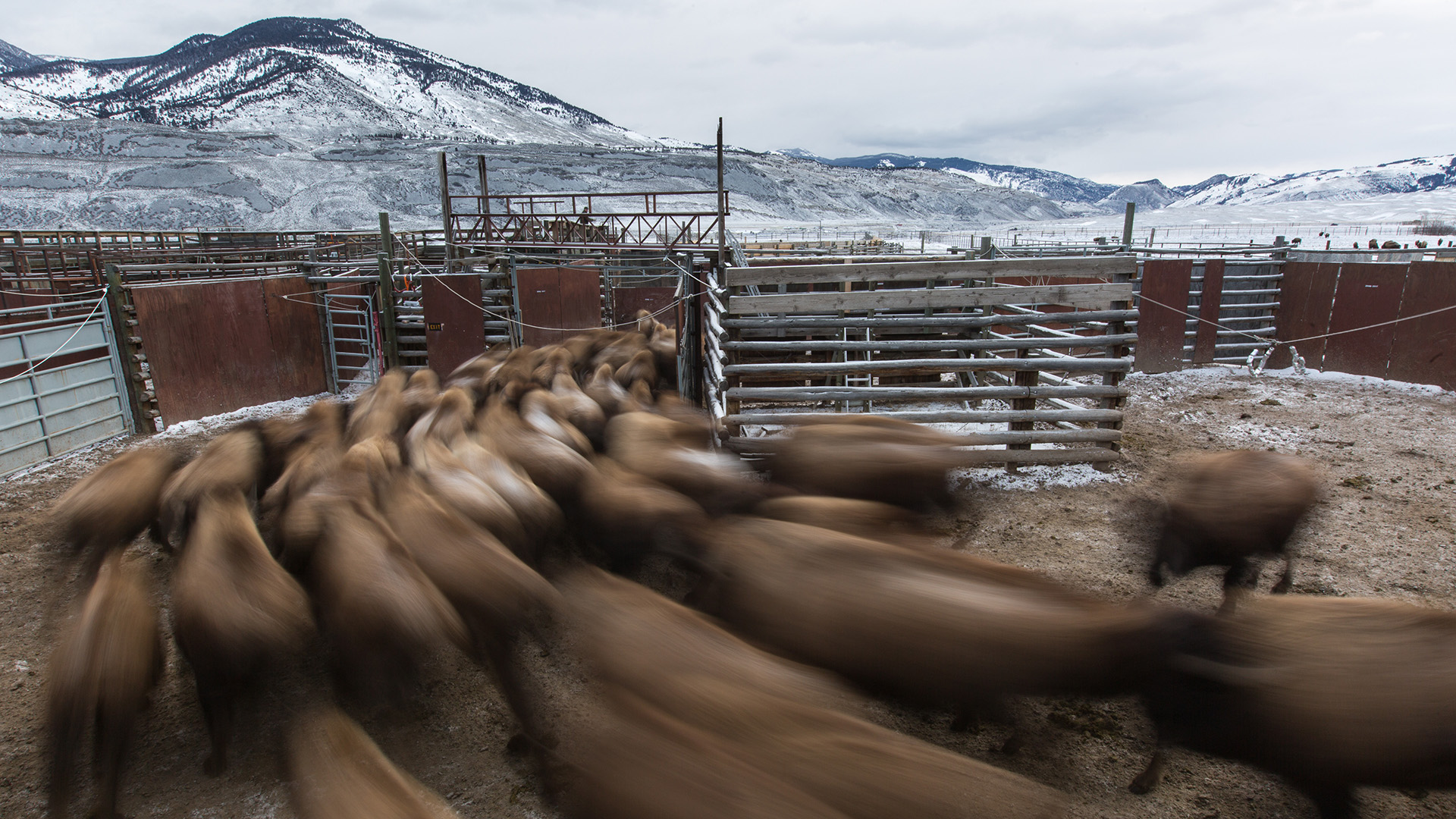 Bison Facebook and twitter thumbnail photo Bison moving through the capture pens