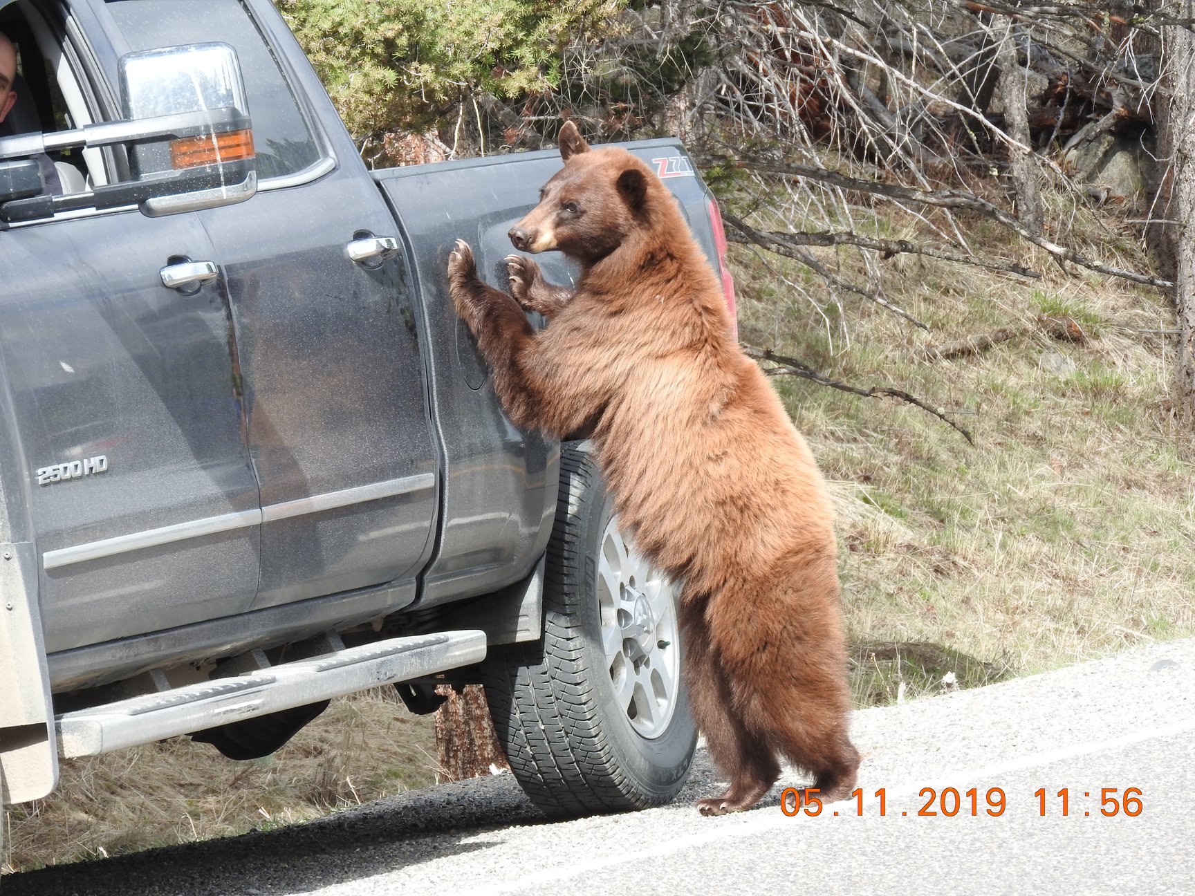 Cinnamon black bear at Tower touching a vehicle - Photo courtesy Kenneth Carothers Black bear with front feet on vehicle