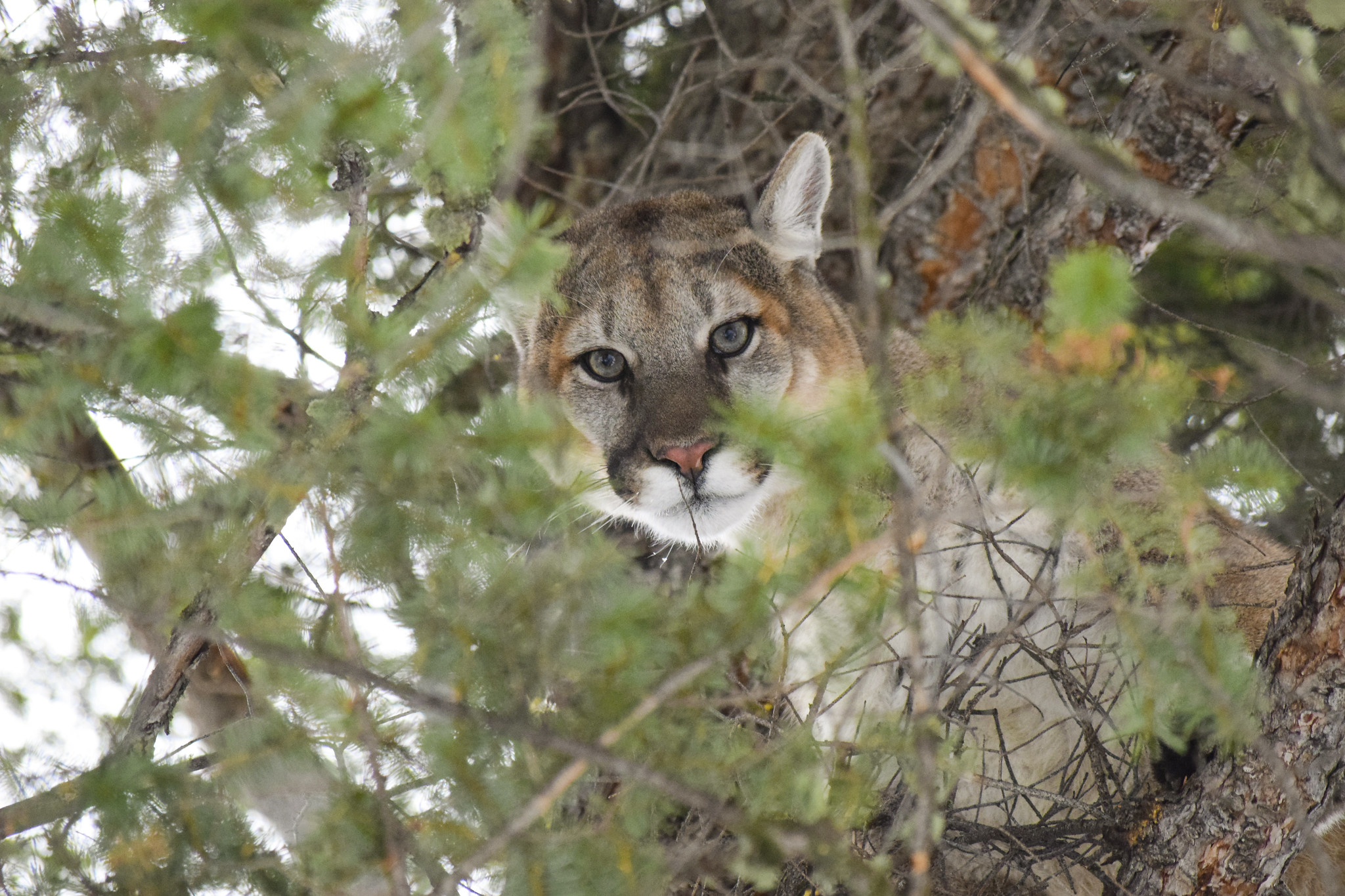 Cougar Male cougar in a tree