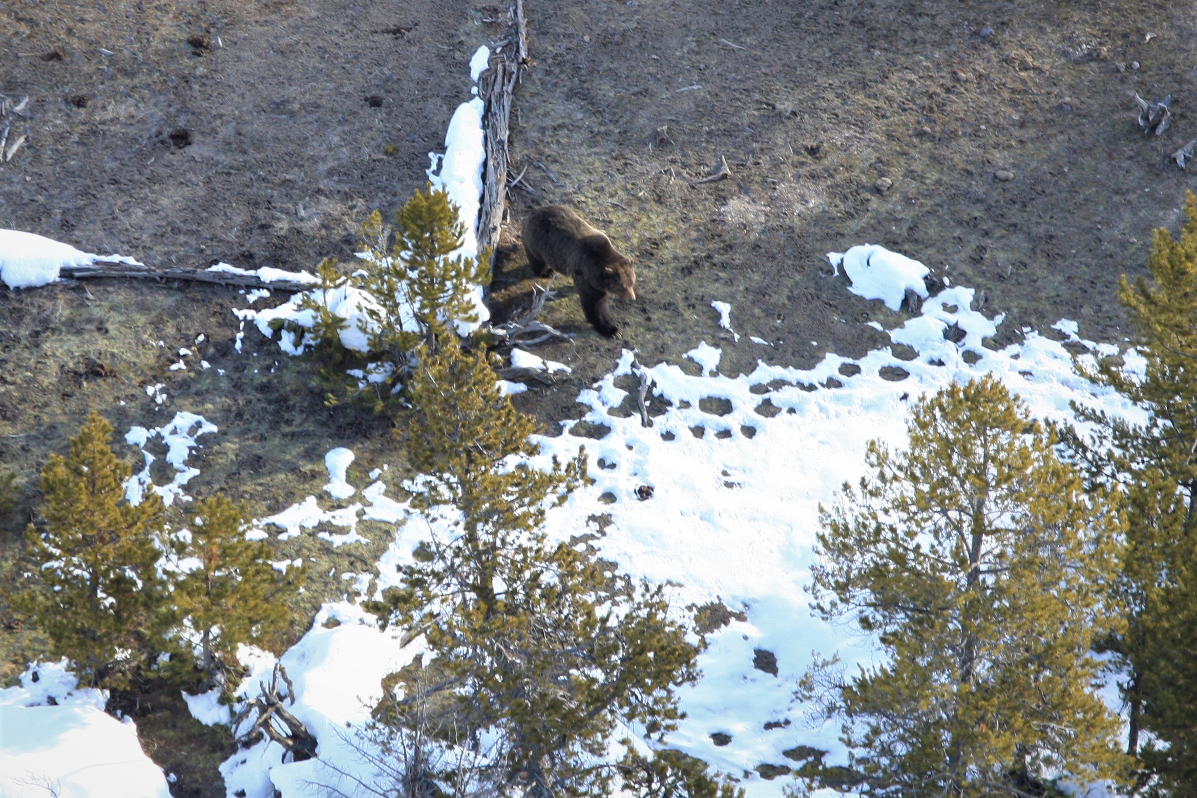 Bear walks through snowy ground