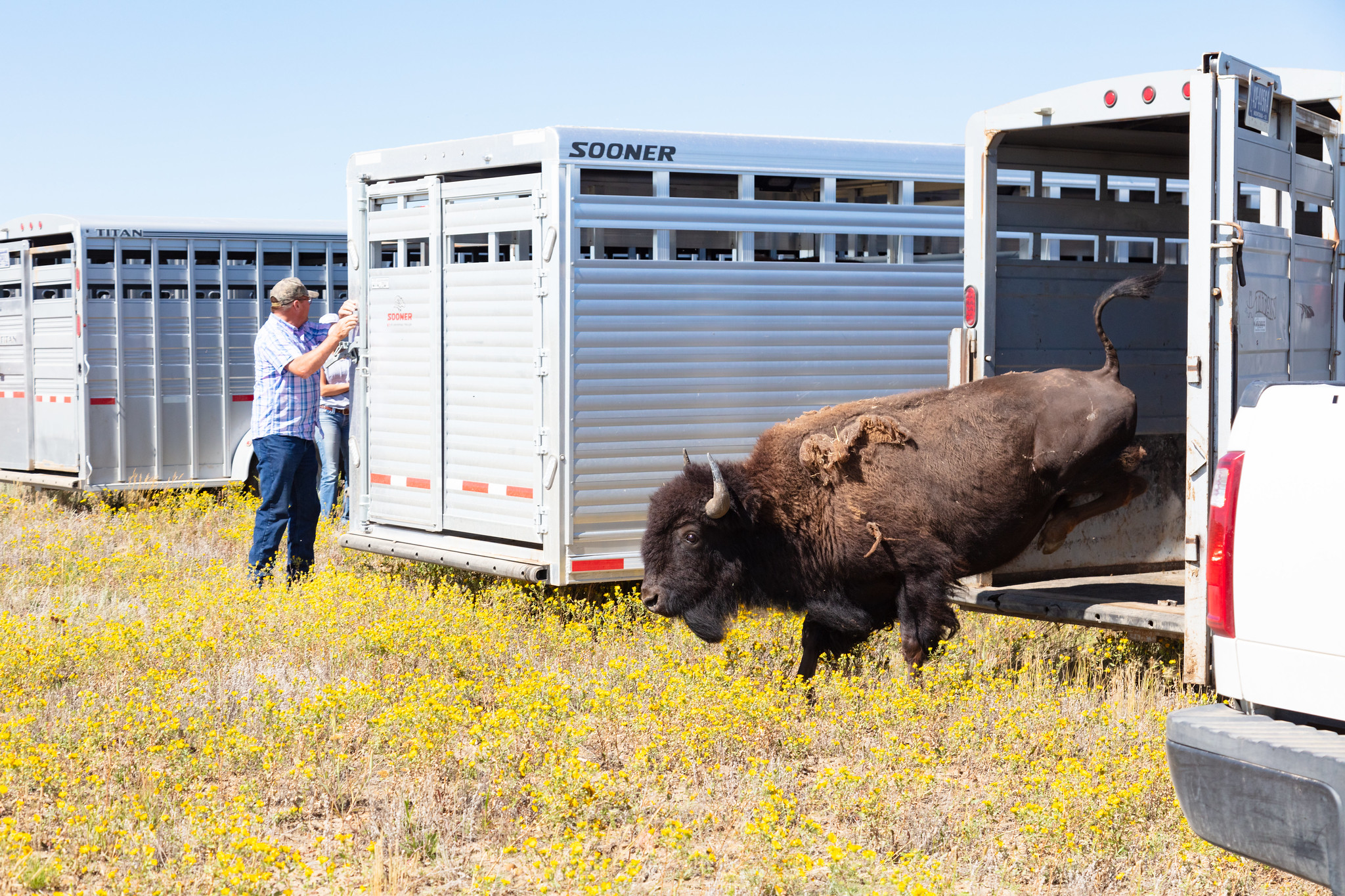 Bison jumping out of trailer onto the grass