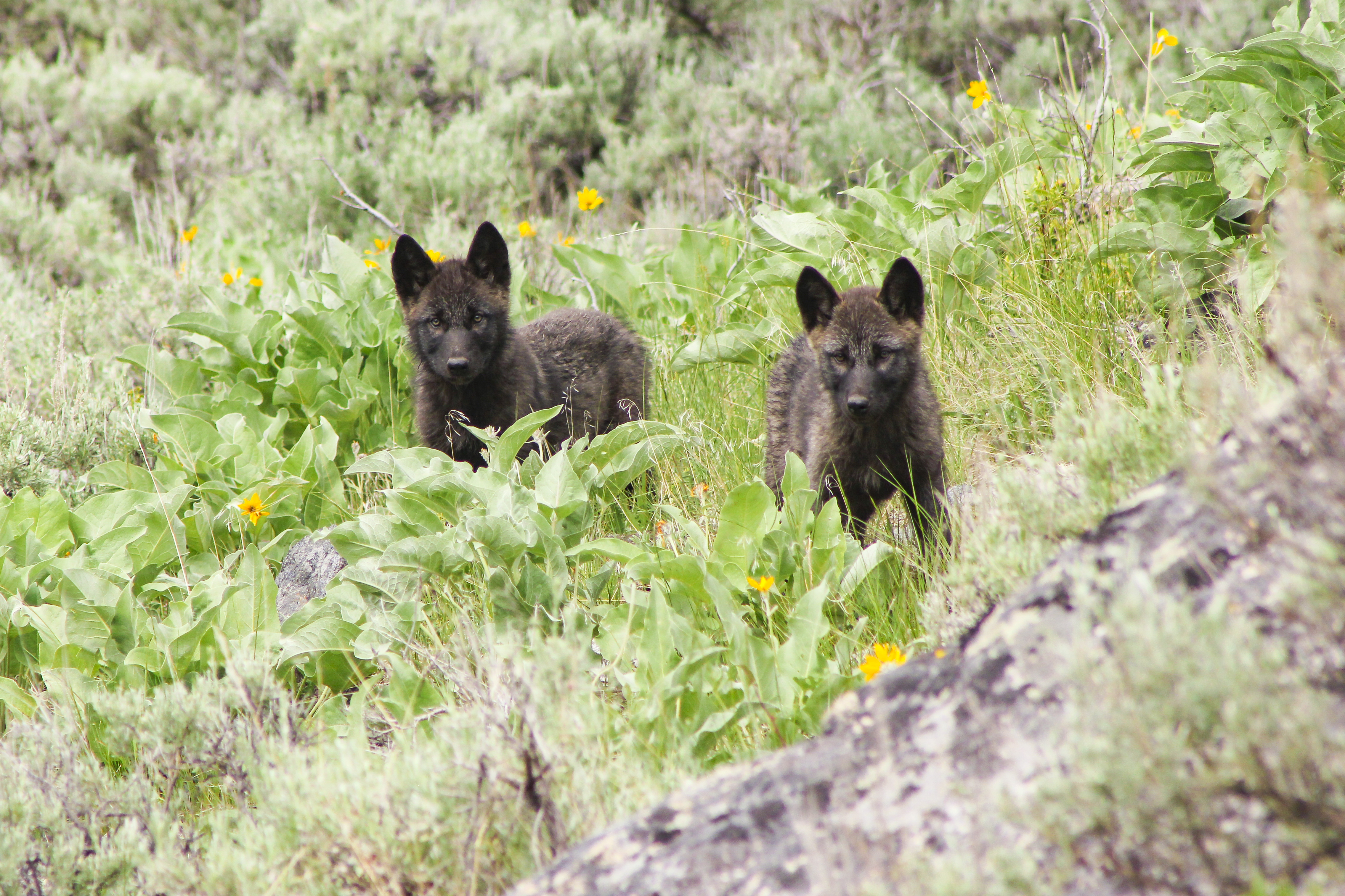 two black wolf pups