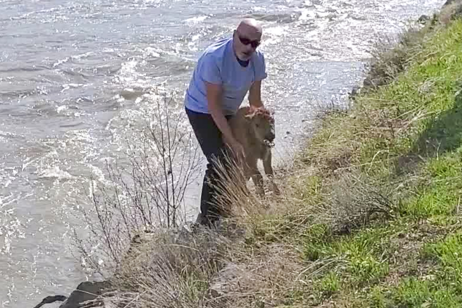 Unidentified man disturbing bison calf