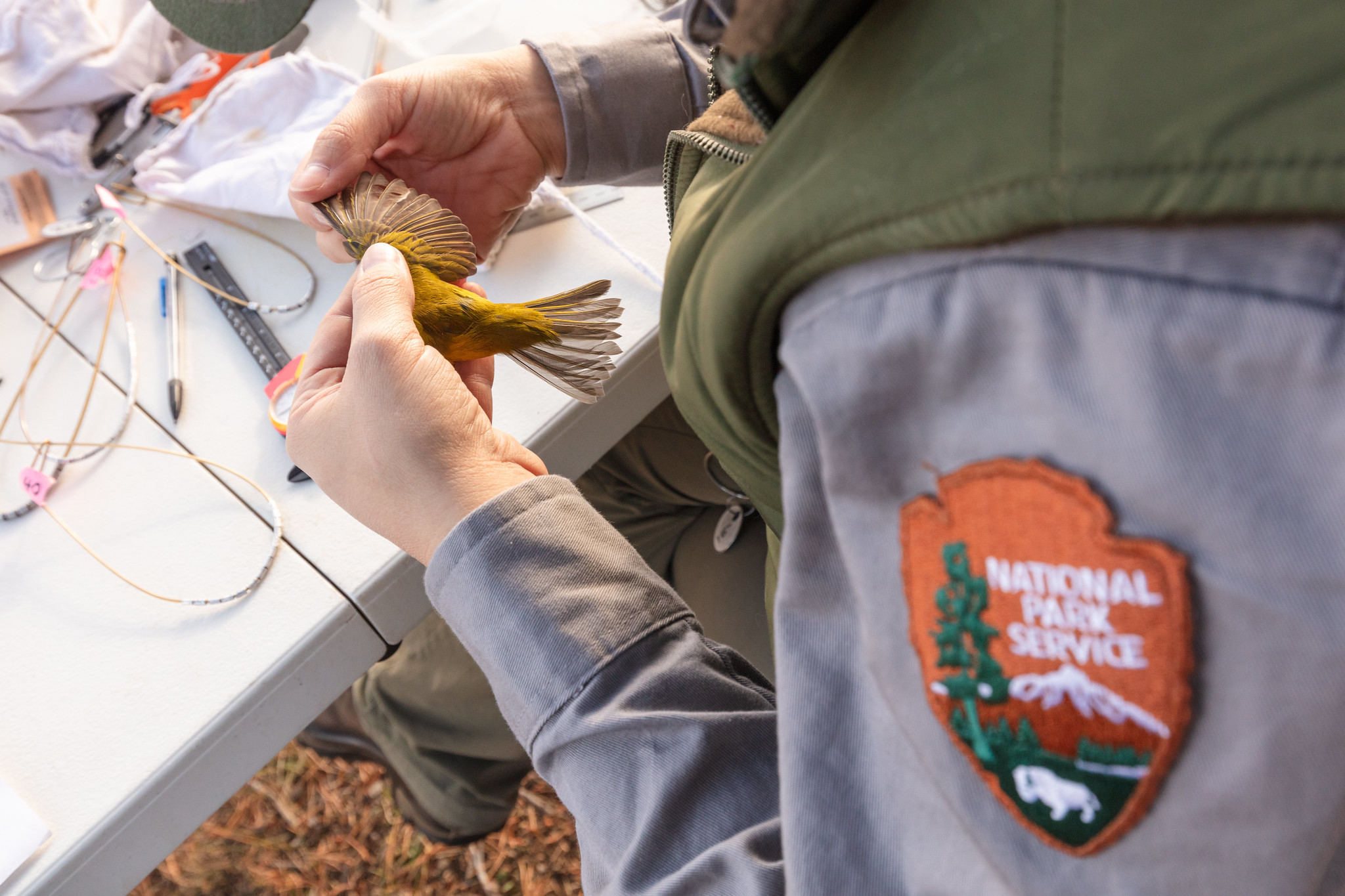 Biologist examines bird