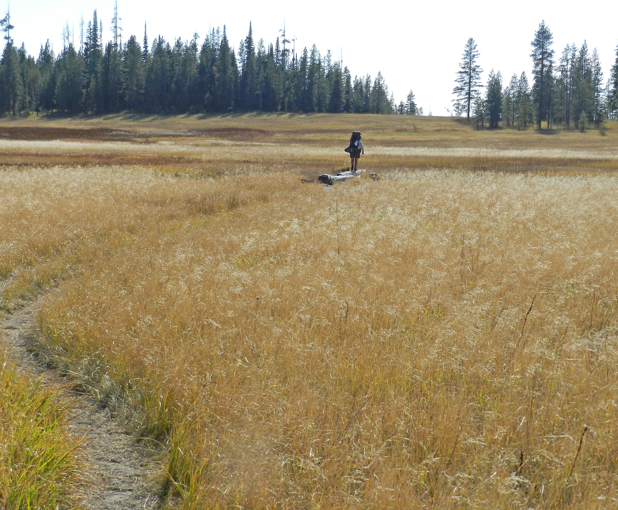 backpacker hiking through golden meadow