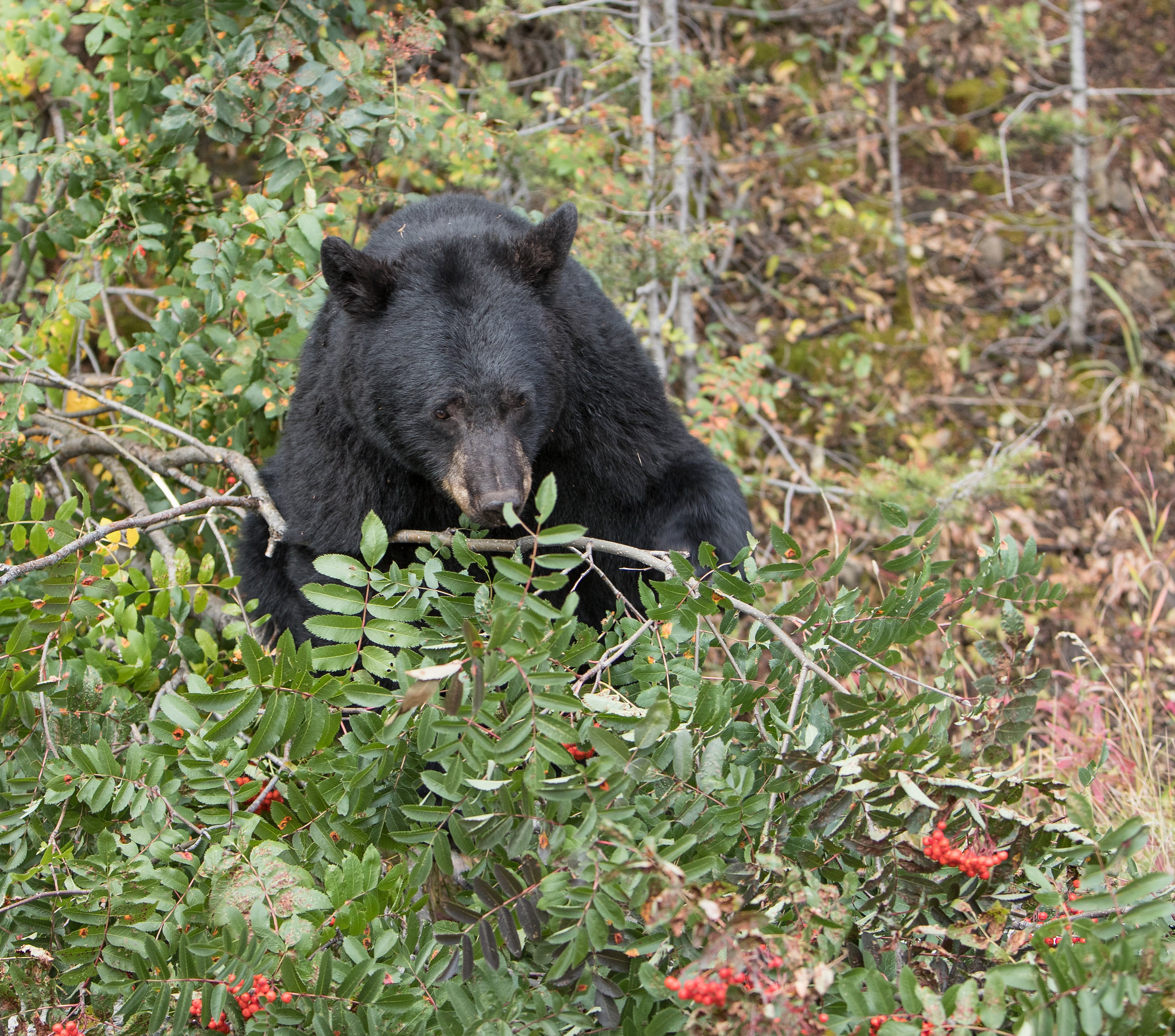 black bear in shrubs