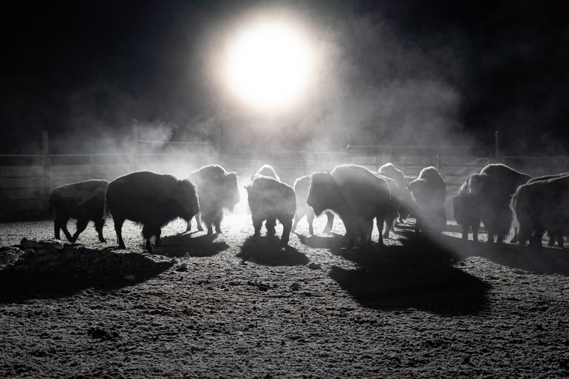 group of bison standing in the dark with light behind them