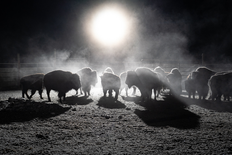 bison_ftpeck-9 group of bison standing in the dark with light behind them