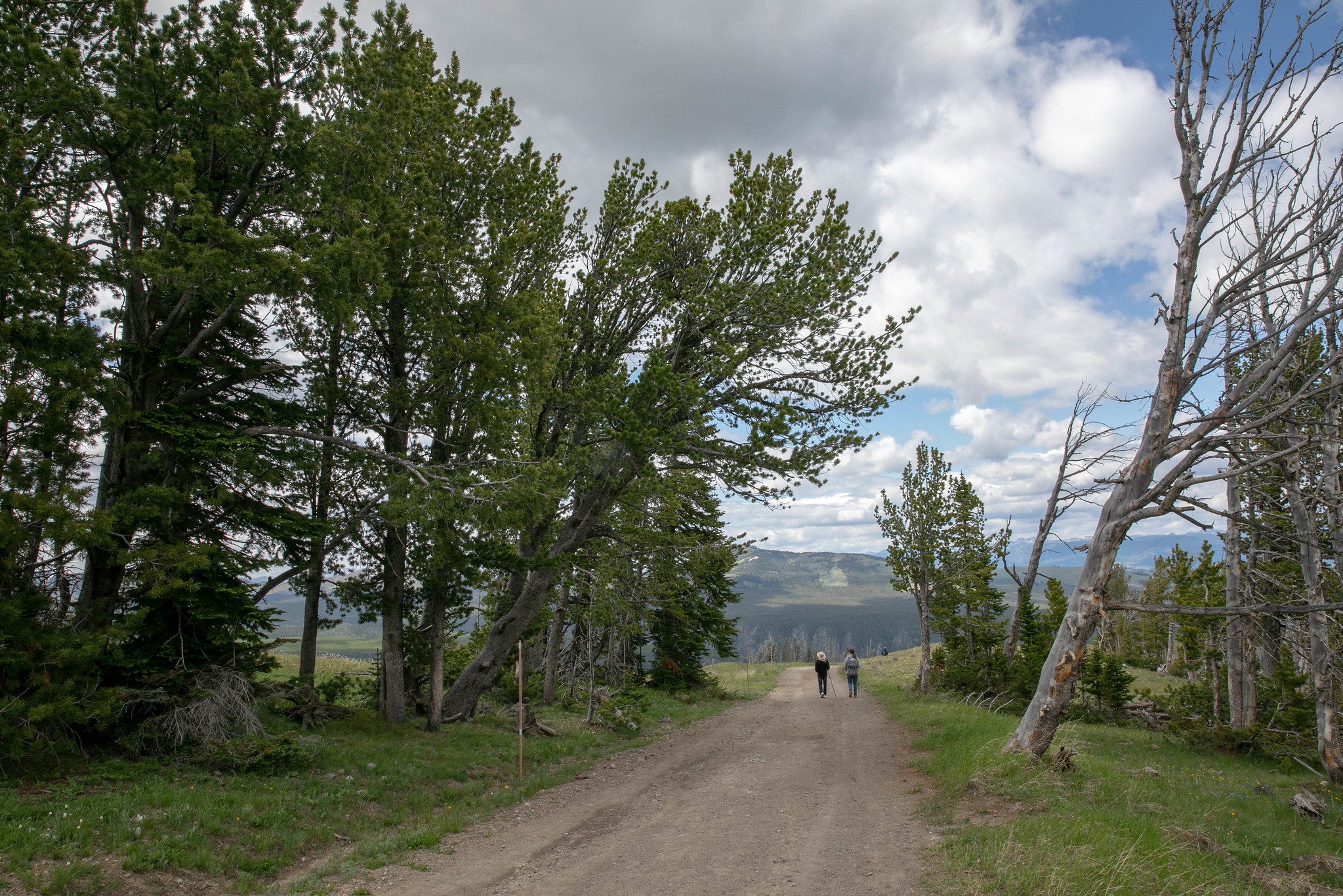 two hikers walking on a narrow dirt road