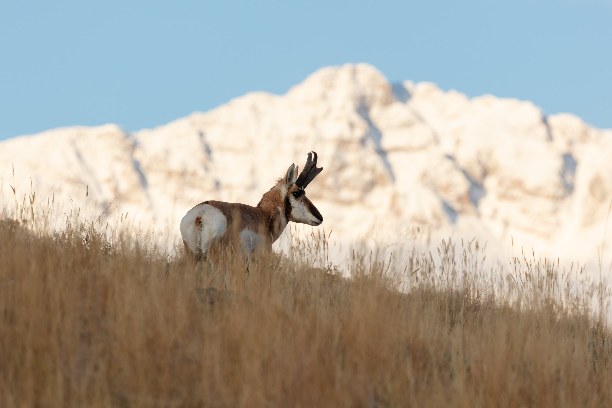 pronghorn standing in grass with mountain in the background