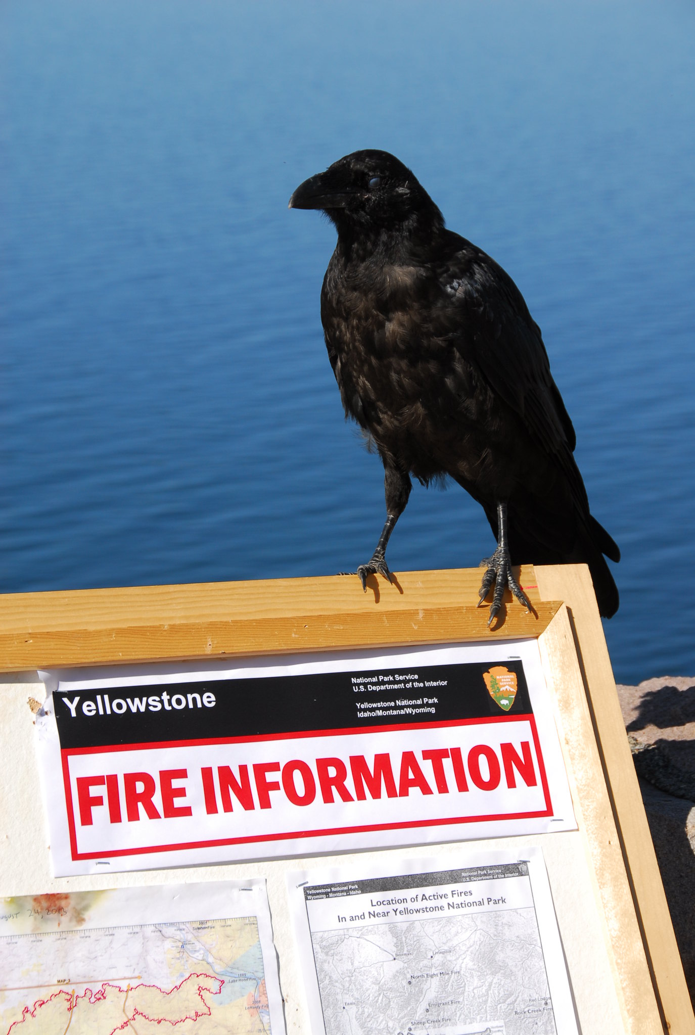 raven standing on a billboard with sign that says fire information