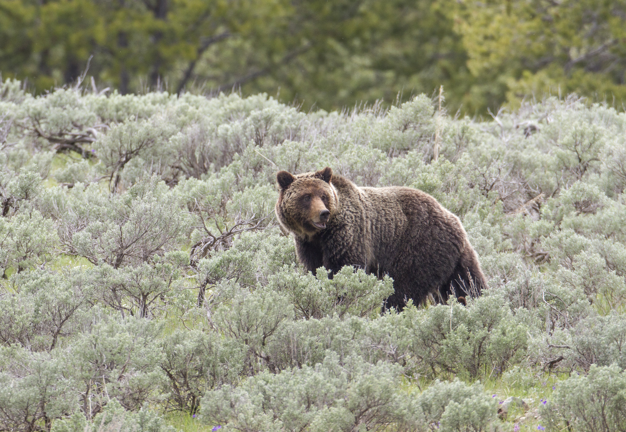 grizzly bear walking through sage