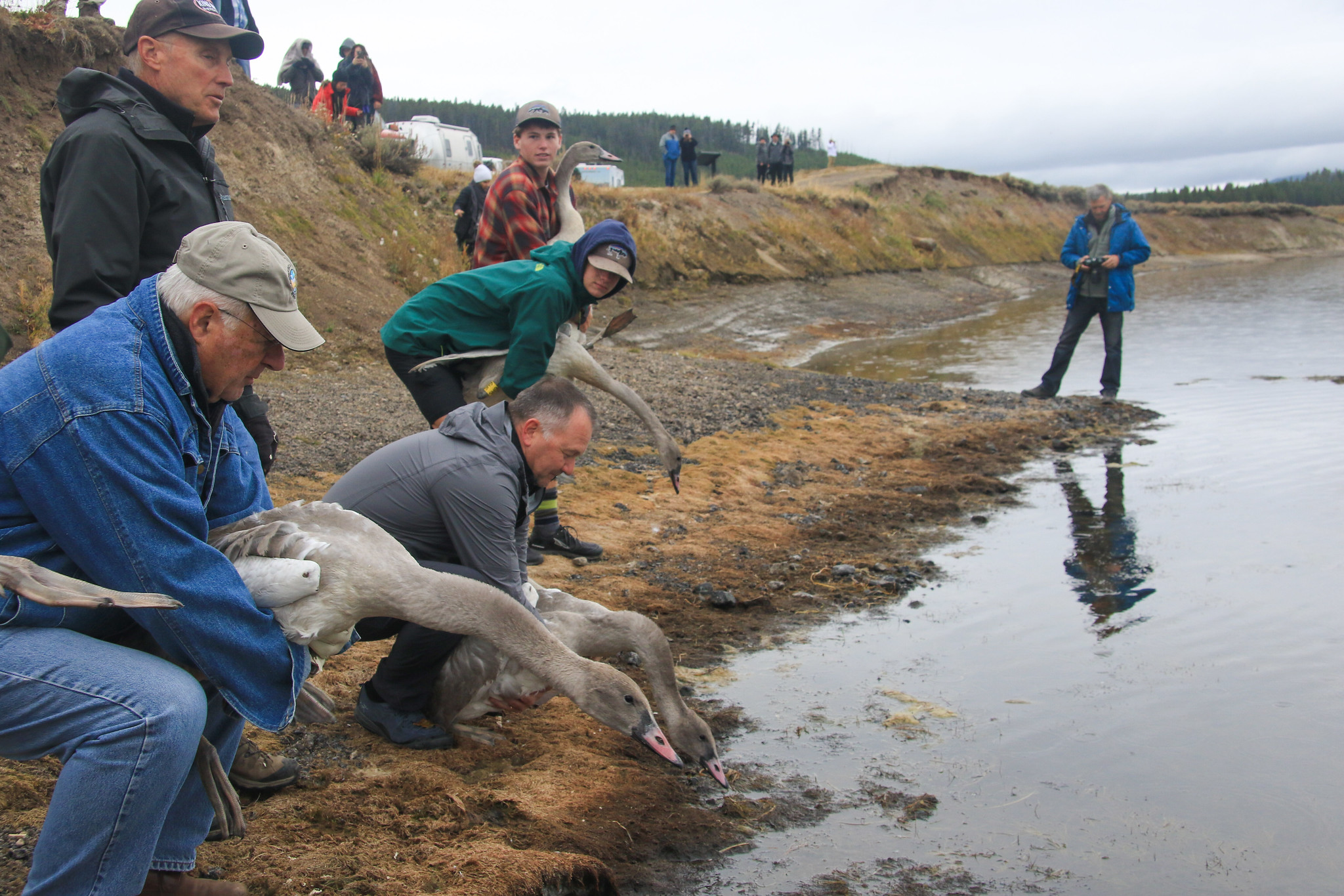 staff release swan cygnets at the riverbank