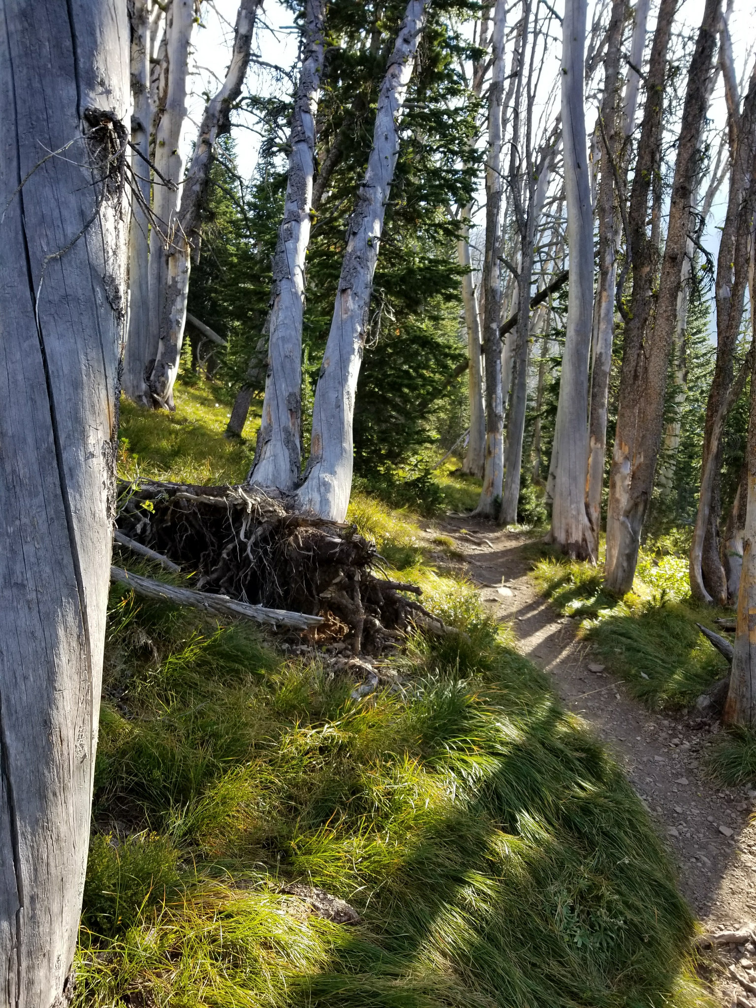 hiking trail through the woods