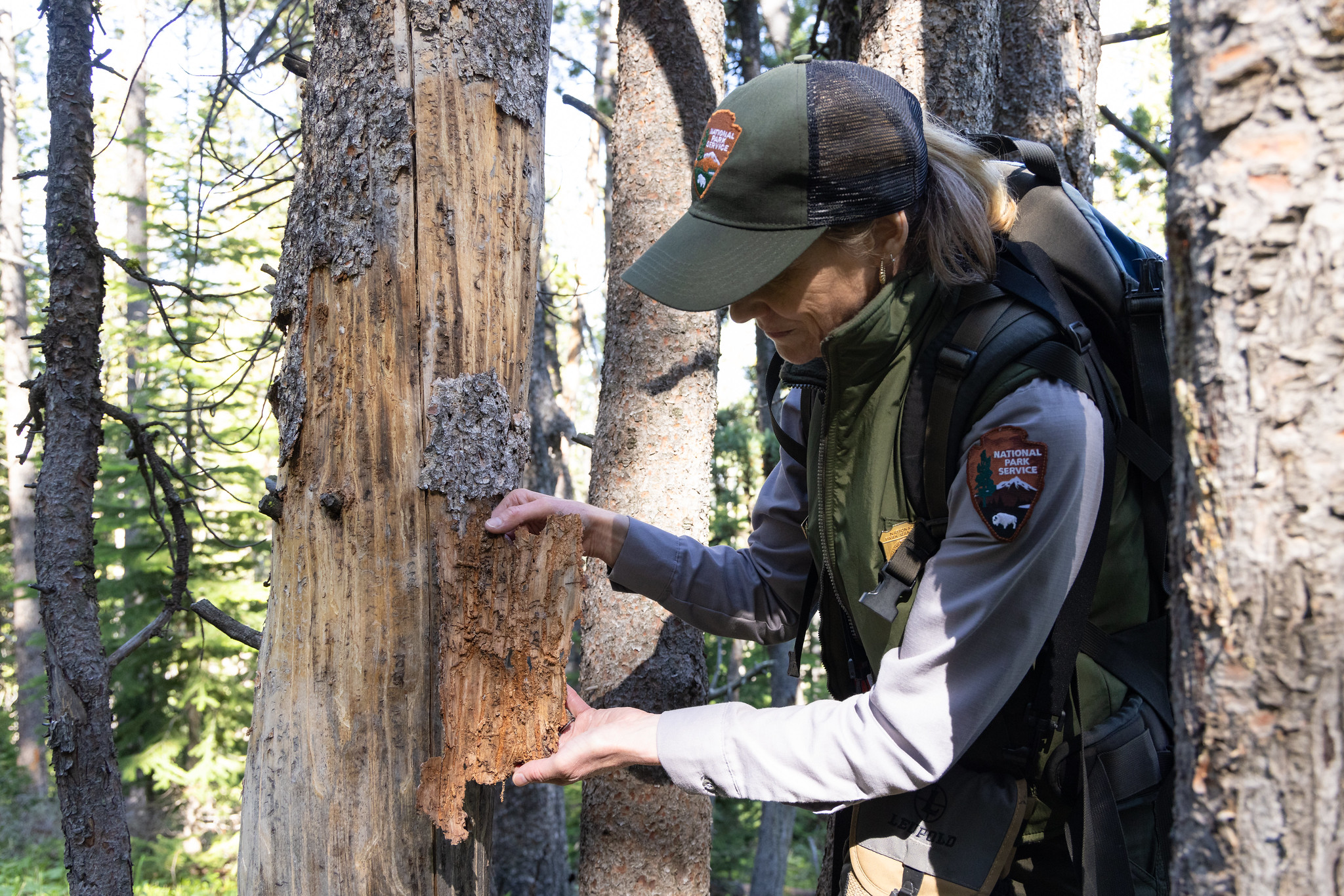 whitebark pine monitoring