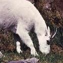 In Depth - Mountain Goats