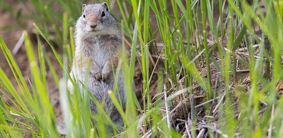 Uinta Ground Squirrel standing on hind legs