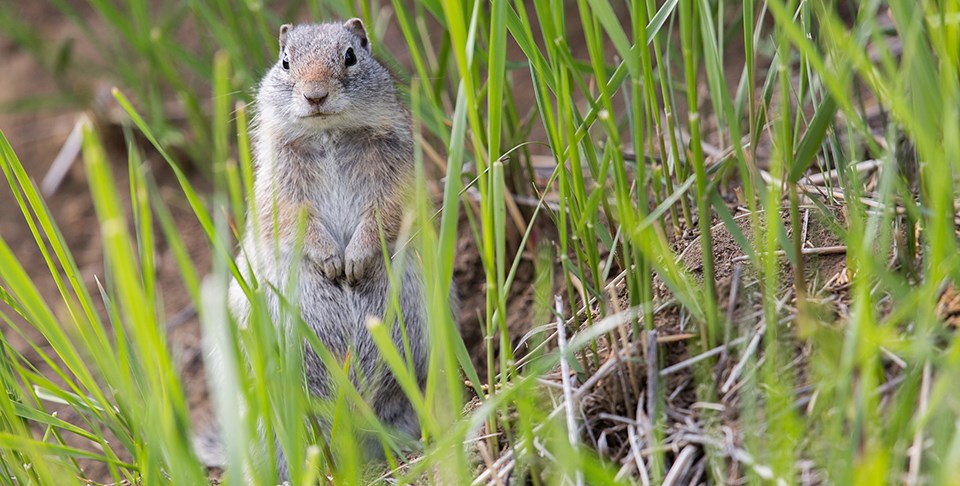 A ground squirrel stands on hind legs in tall grass