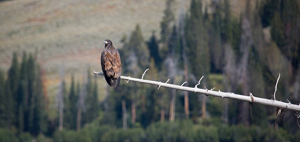 A large bird sits on a dead tree located above a body of water.