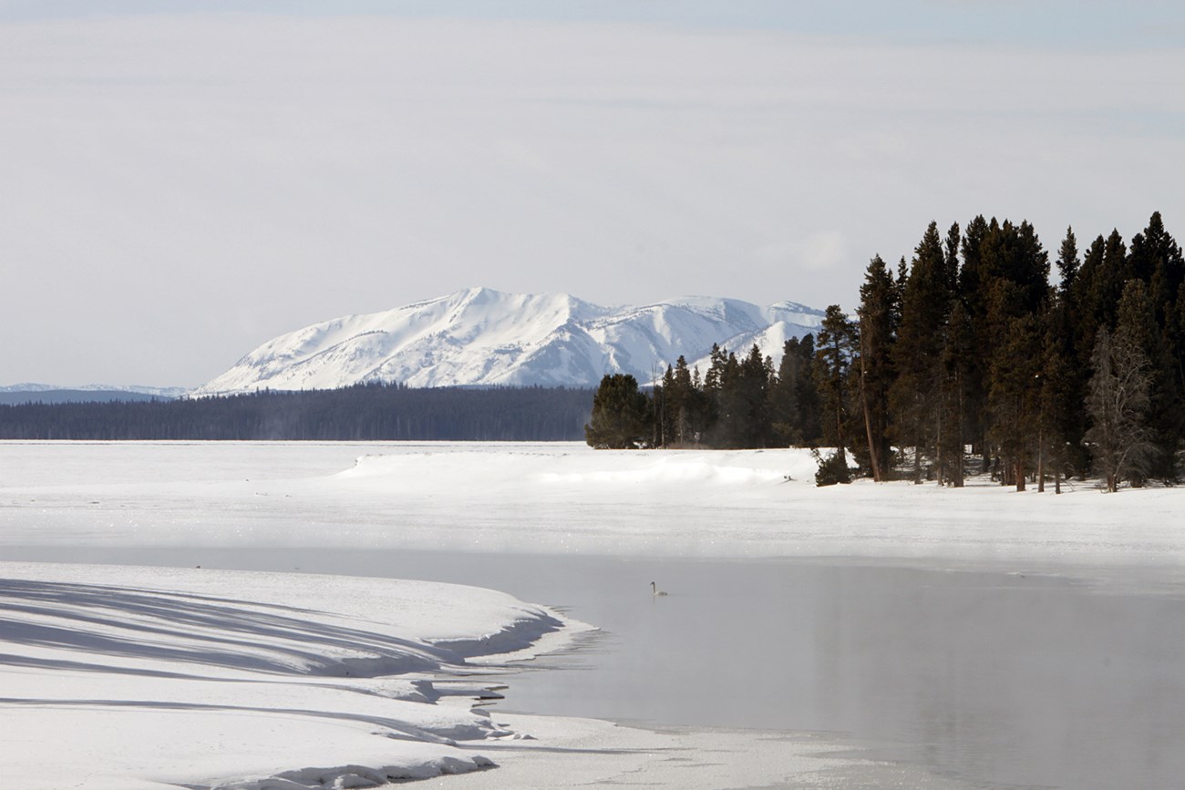 A large body of frozen water covered with snow and ice and a small black and white swan swimming in a small open portion of the water.