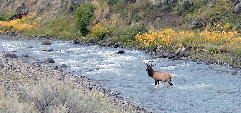 A bull elk standing in a river