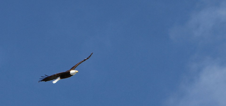 Bald eagle in flight